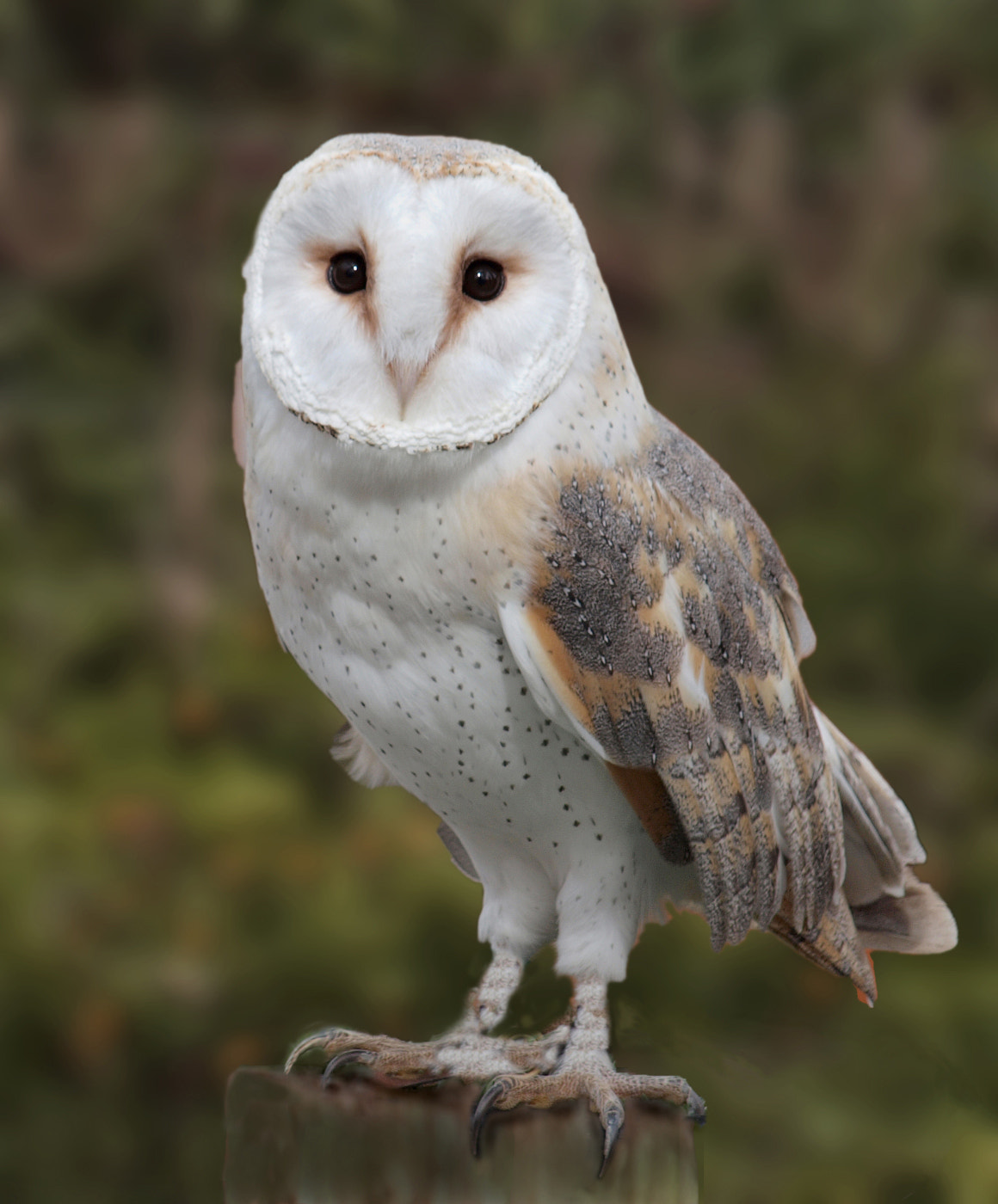 Olympus E-600 (EVOLT E-600) sample photo. Snowy owl photography