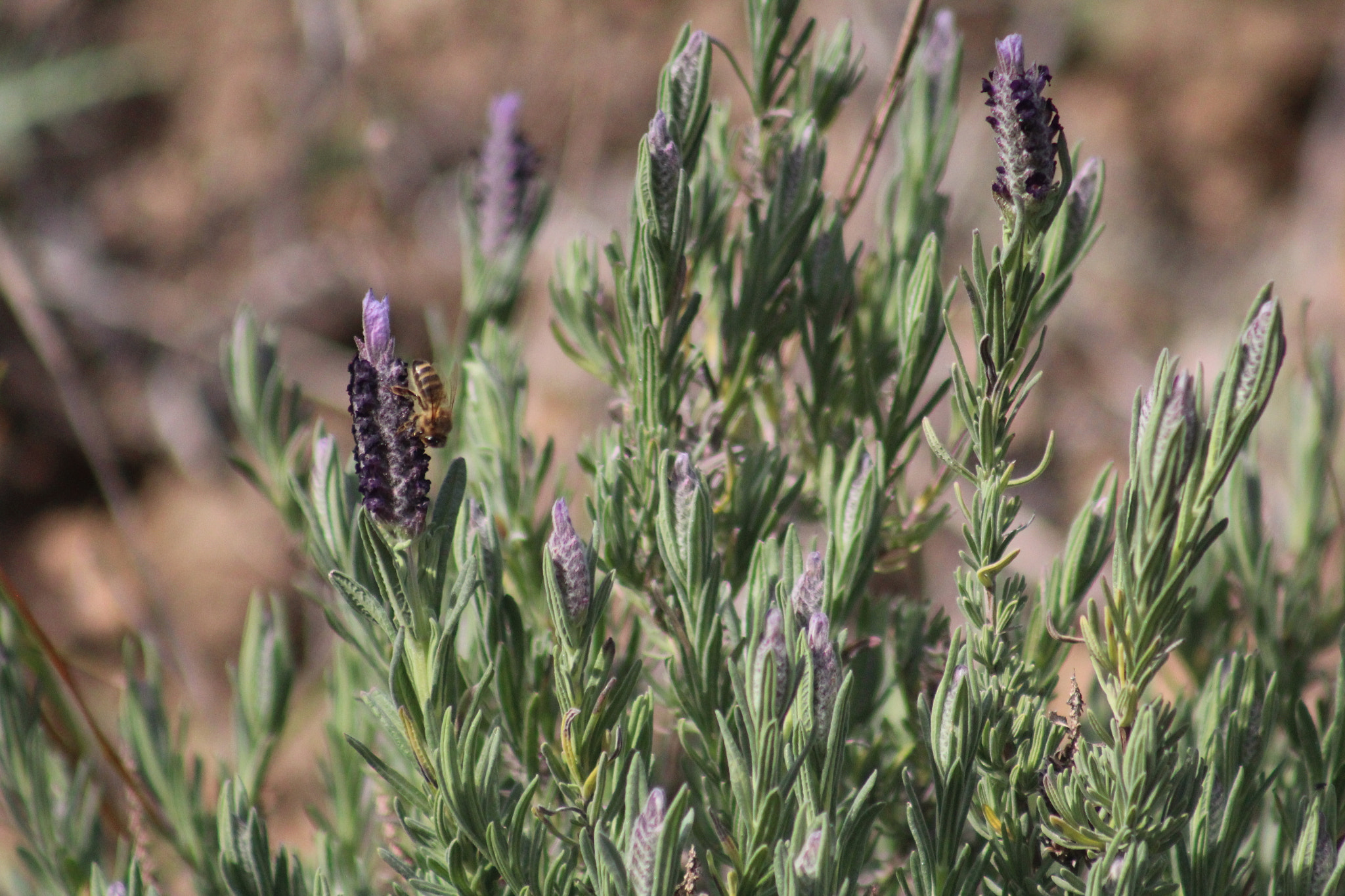 Canon EF 75-300mm f/4-5.6 USM sample photo. Img photography