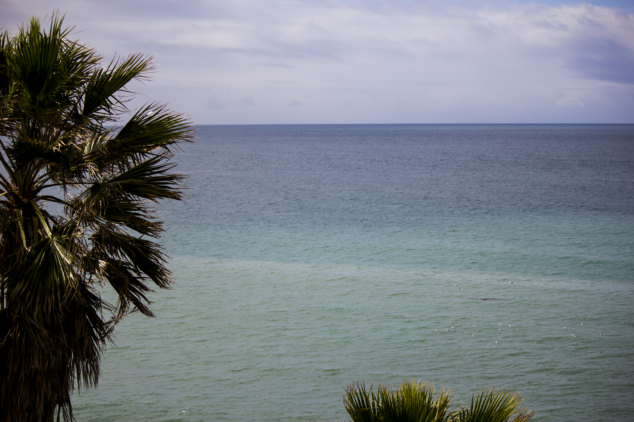 Canon EF-S 55-250mm F4-5.6 IS sample photo. Palm tree with ocean behind photography