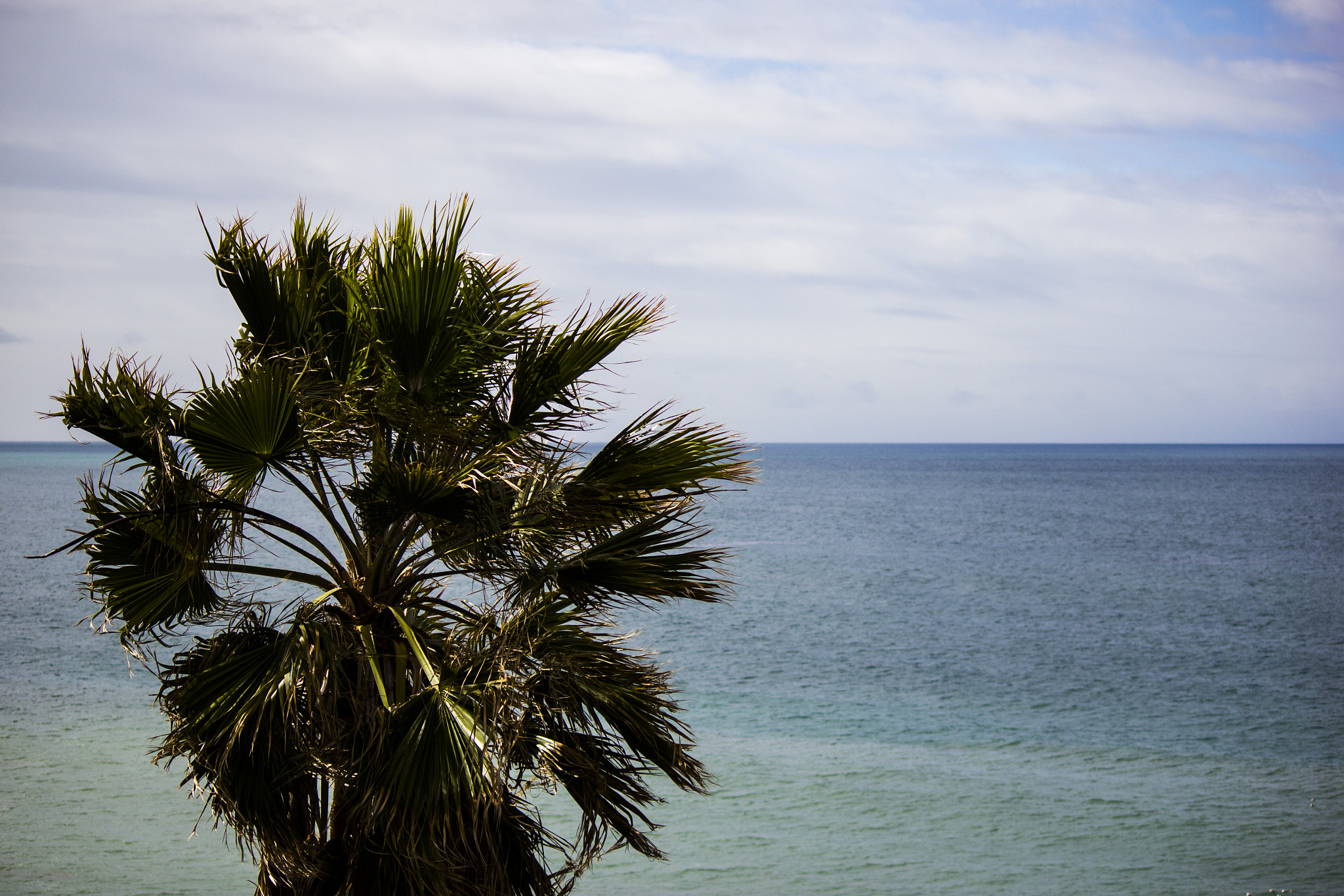 Canon EF-S 55-250mm F4-5.6 IS sample photo. Palm tree with ocean behind photography