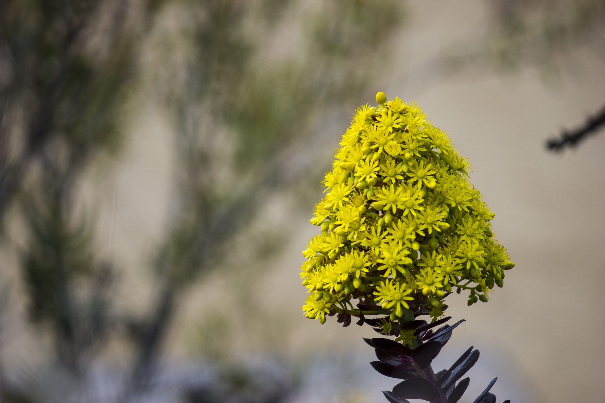 Canon EF-S 55-250mm F4-5.6 IS sample photo. Yellow cone shaped flower blooming photography