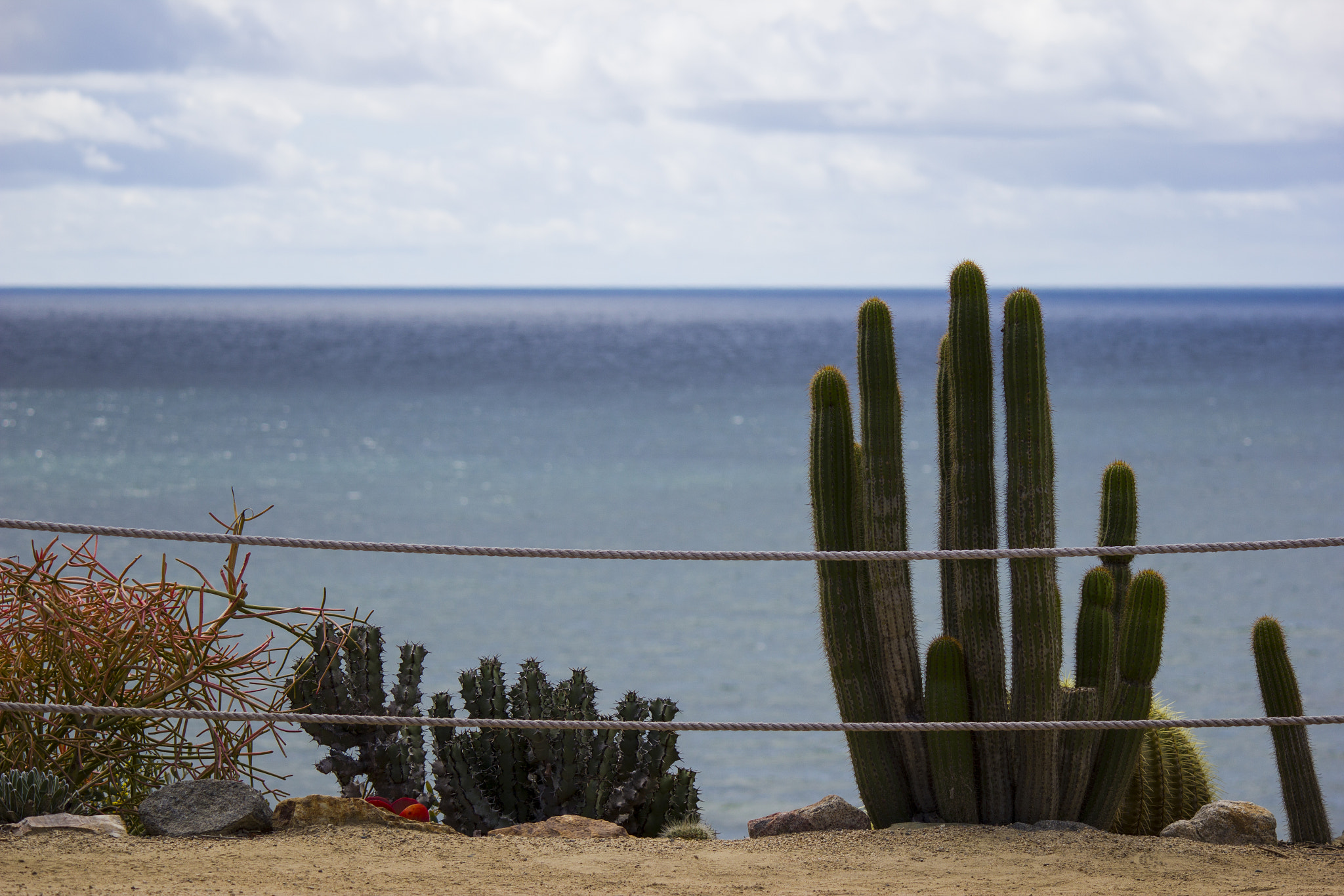 Canon EF-S 55-250mm F4-5.6 IS sample photo. Cactus on a cliff overlooking the ocean photography