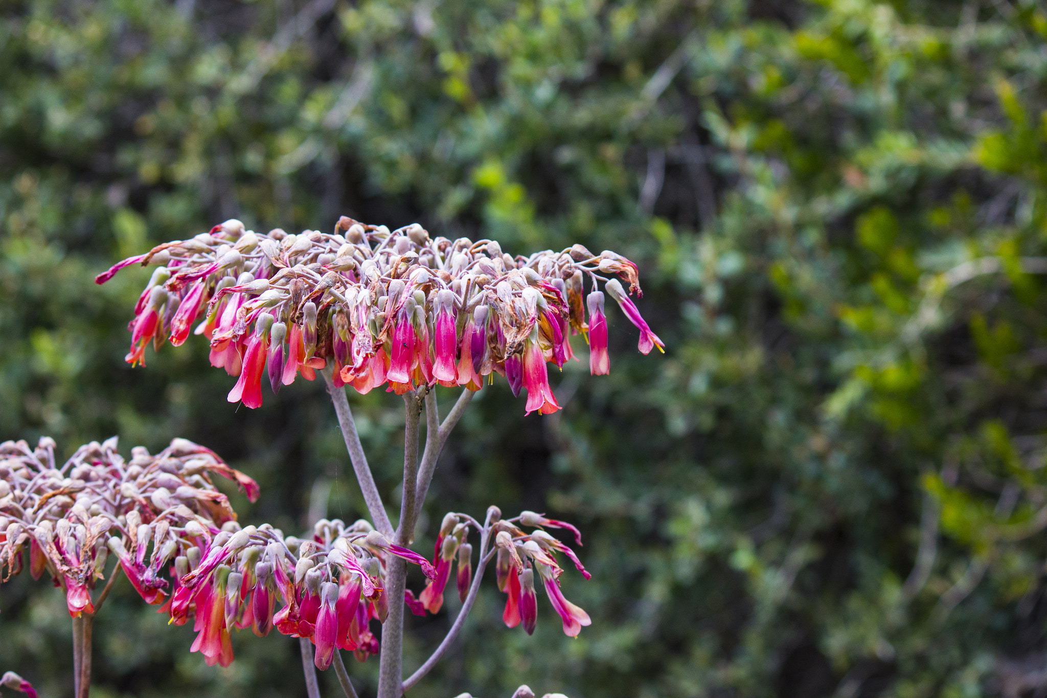 Canon EF-S 55-250mm F4-5.6 IS sample photo. Pink and red drooping flowers blooming in a garden photography