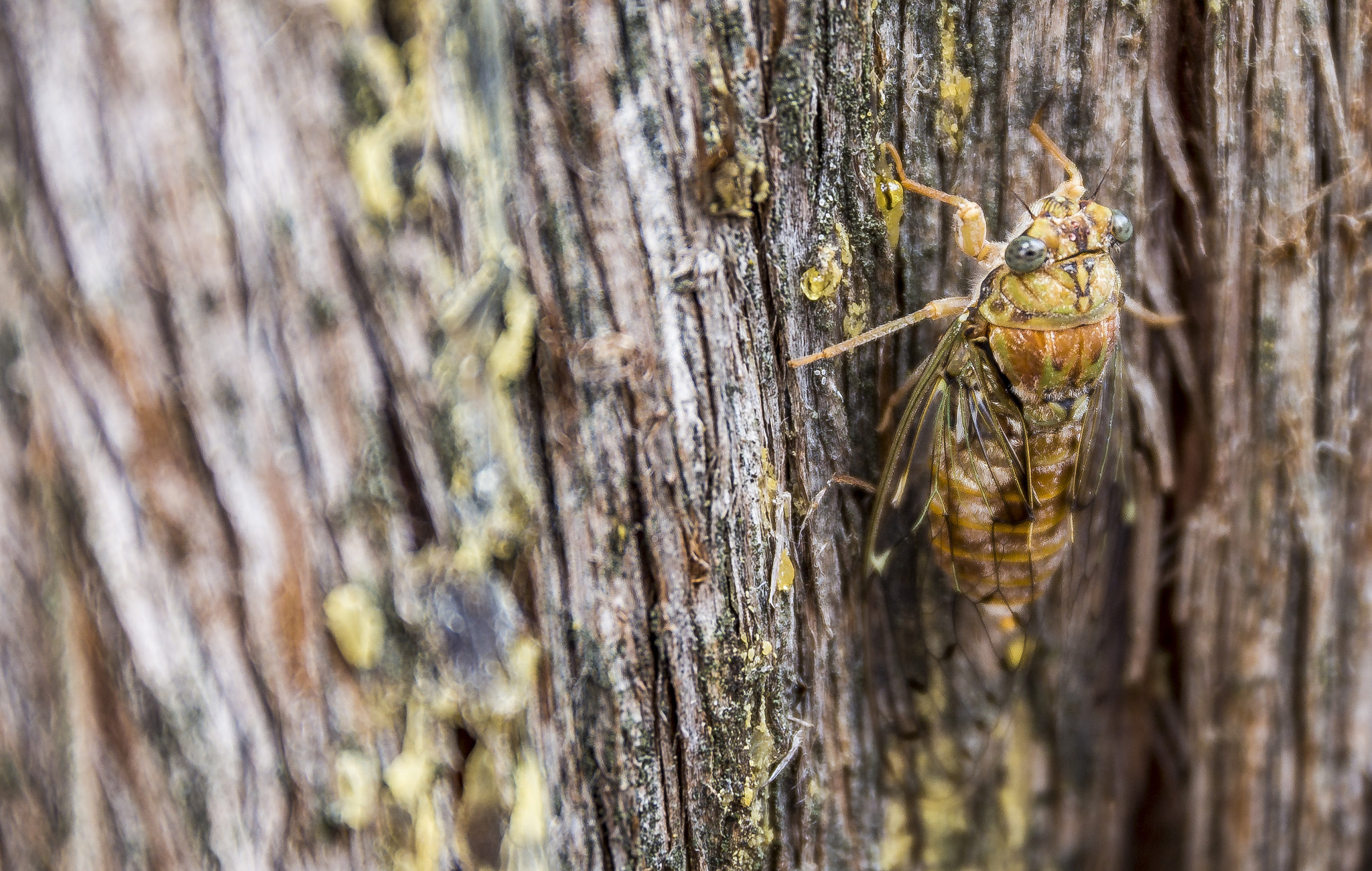 Canon EOS 6D + Sigma 24-105mm f/4 DG OS HSM | A sample photo. Cicada photography