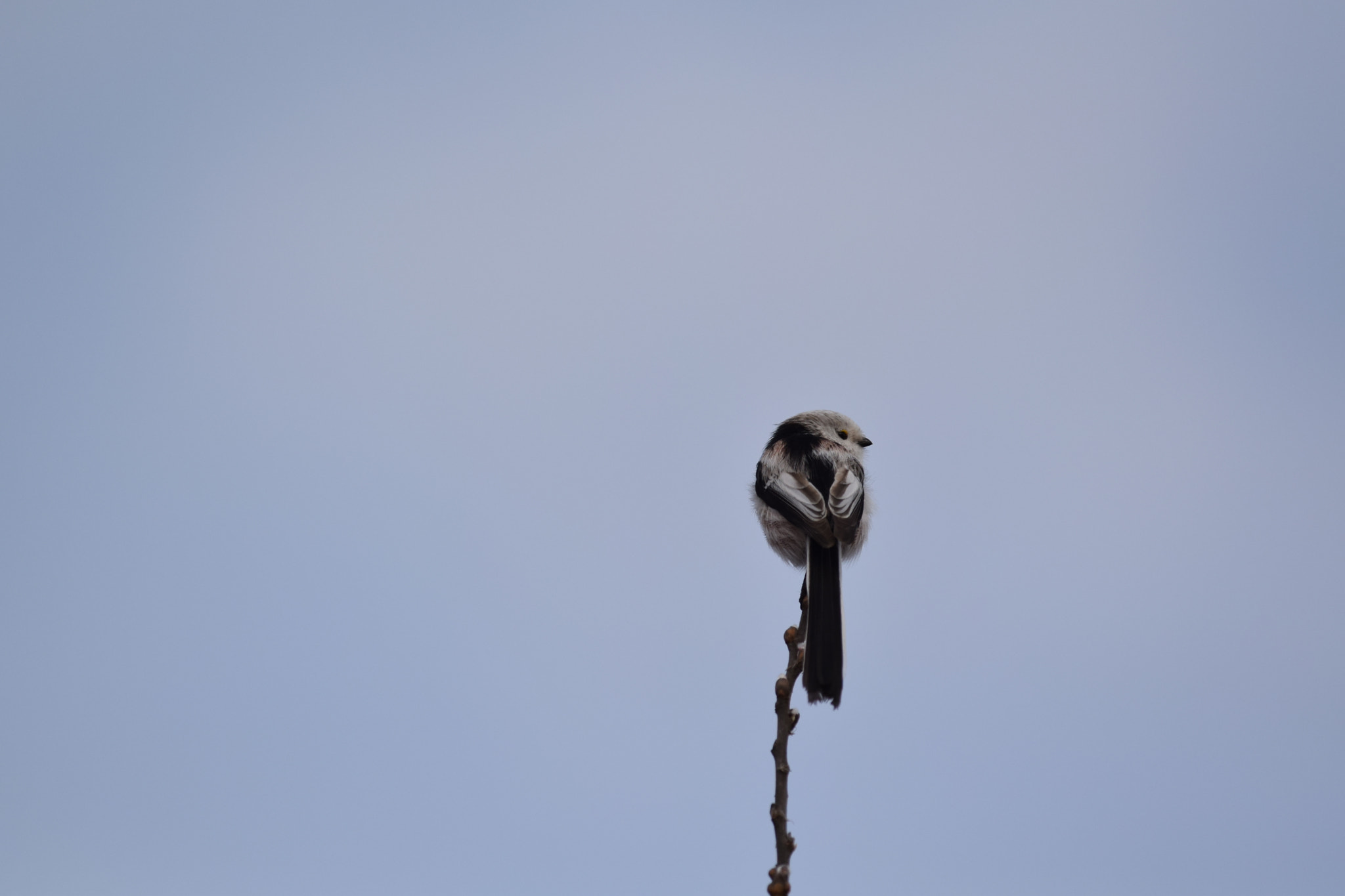 Nikon D5300 + Nikon AF-S Nikkor 300mm F4D ED-IF sample photo. Long-tailed tit. photography