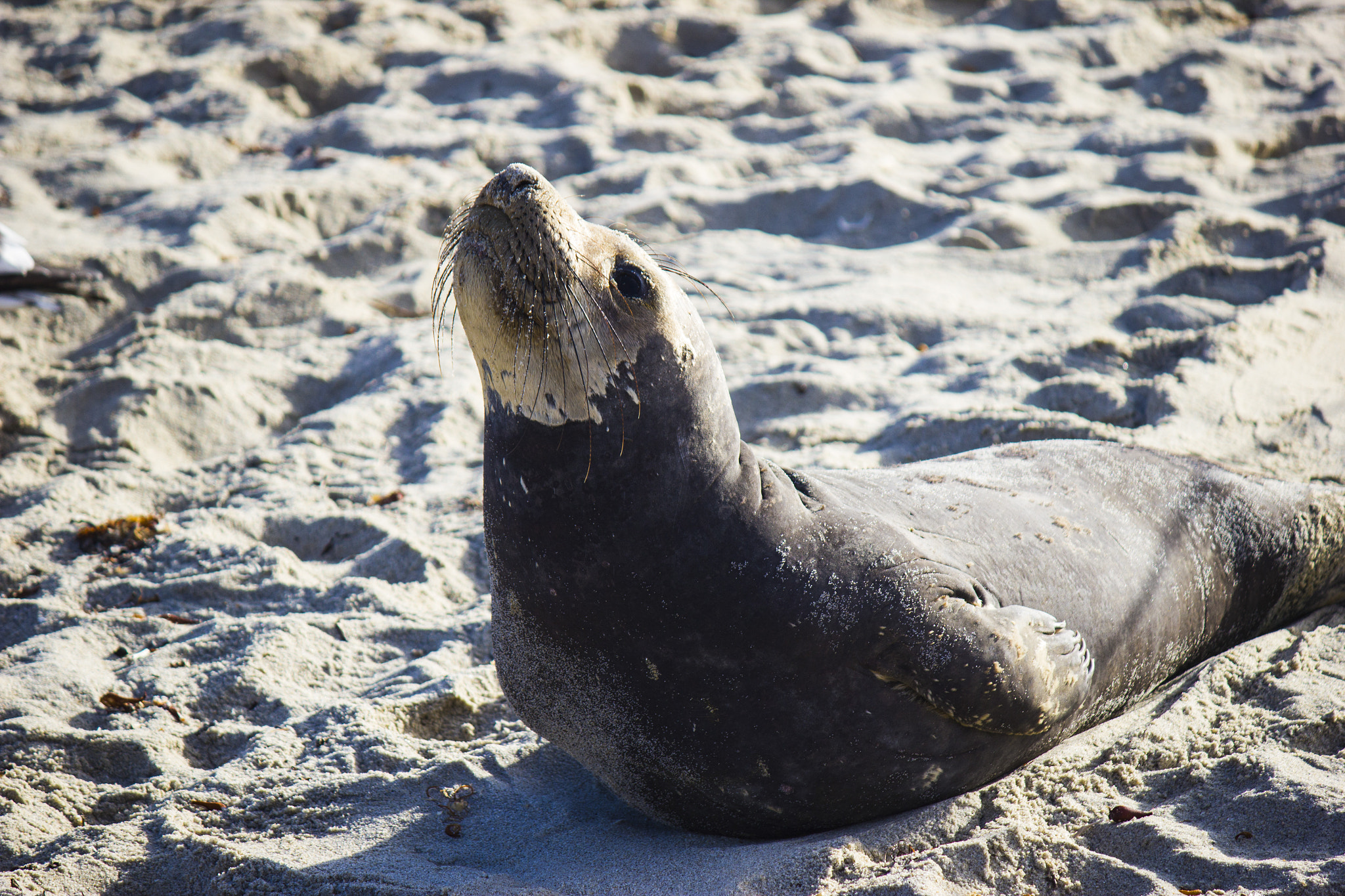 Canon EF-S 55-250mm F4-5.6 IS sample photo. Elephant seal on the beach photography