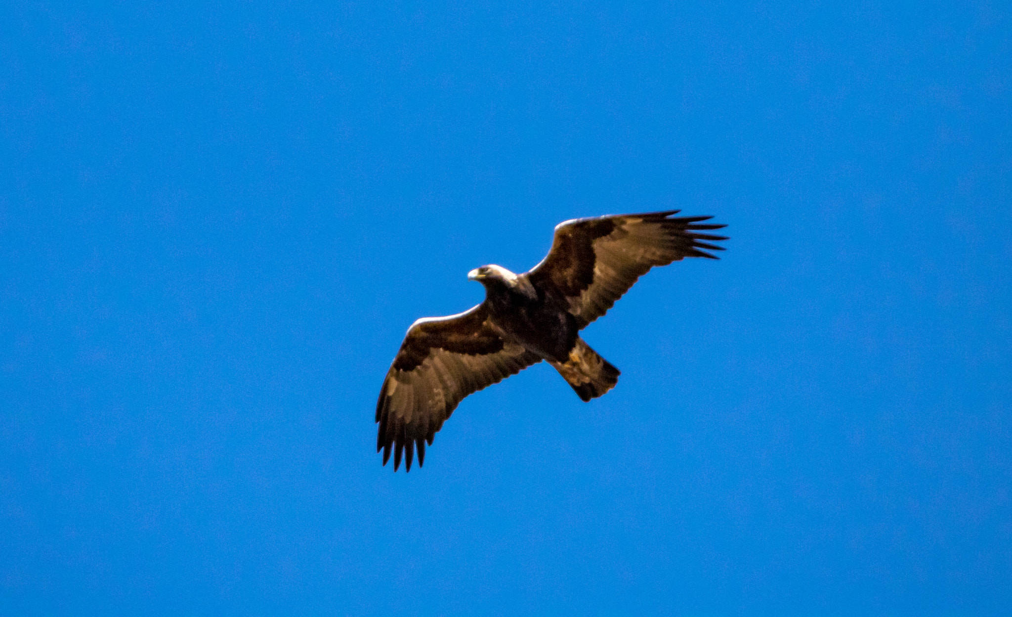 150-600mm F5-6.3 DG OS HSM | Sports 014 sample photo. Golden fly over photography