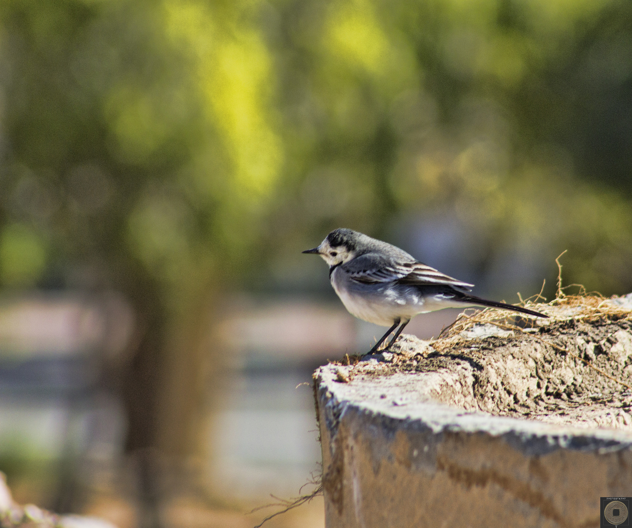 Canon EOS 1100D (EOS Rebel T3 / EOS Kiss X50) + EF75-300mm f/4-5.6 sample photo. Bird photography