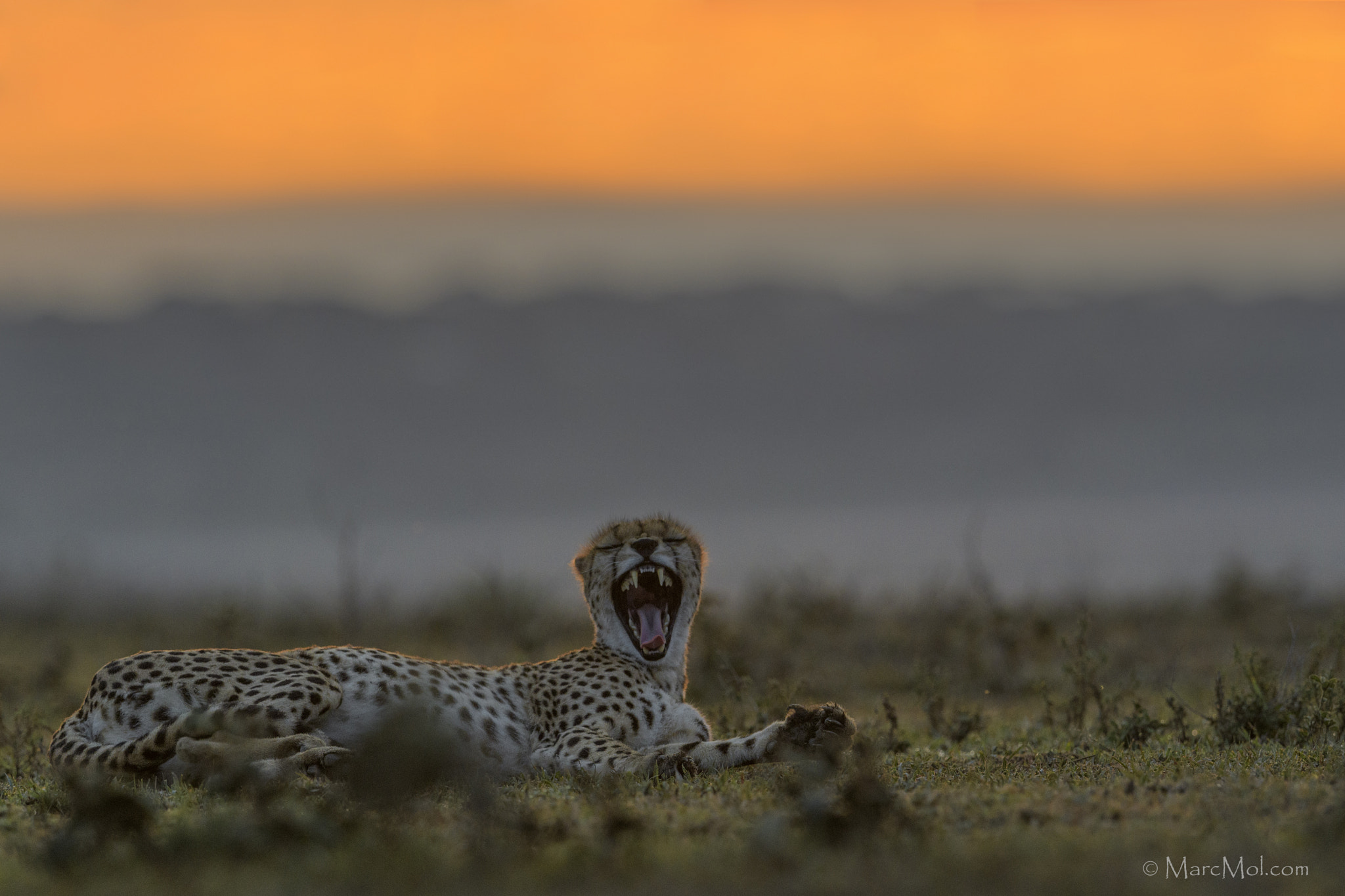 Nikon AF-S Nikkor 400mm F2.8E FL ED VR sample photo. A new day is yawning photography
