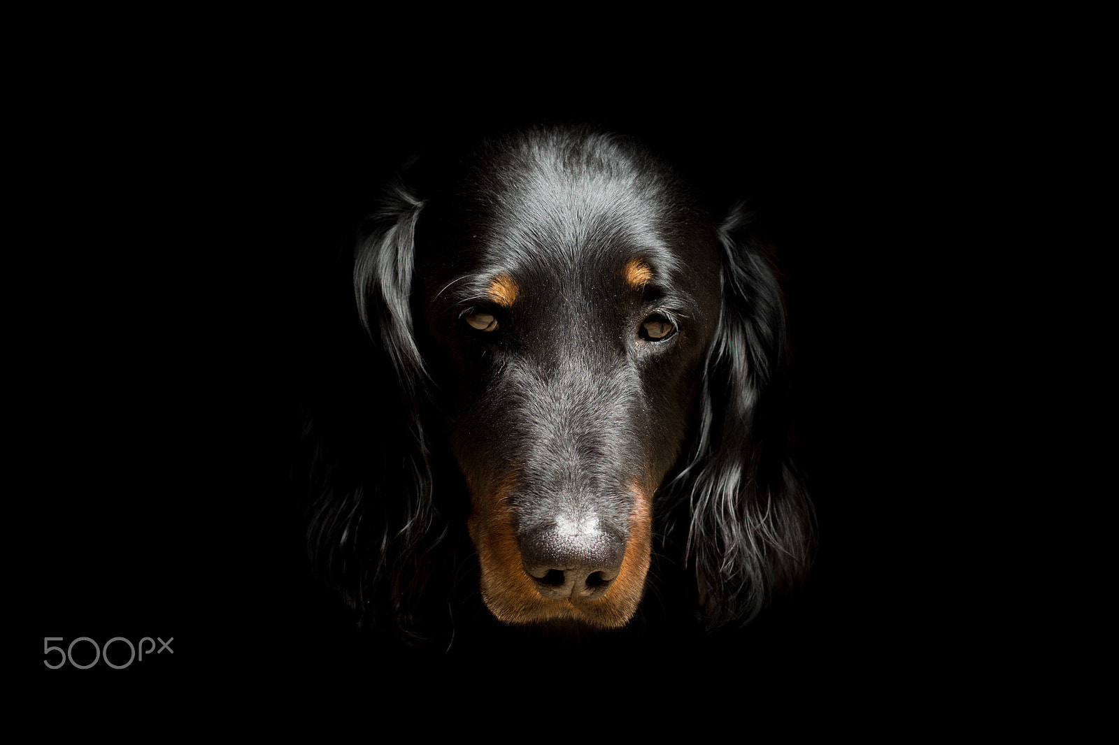 Canon EOS 600D (Rebel EOS T3i / EOS Kiss X5) + Canon EF 85mm F1.8 USM sample photo. Dachshund dog, long-haired, isolated on black photography