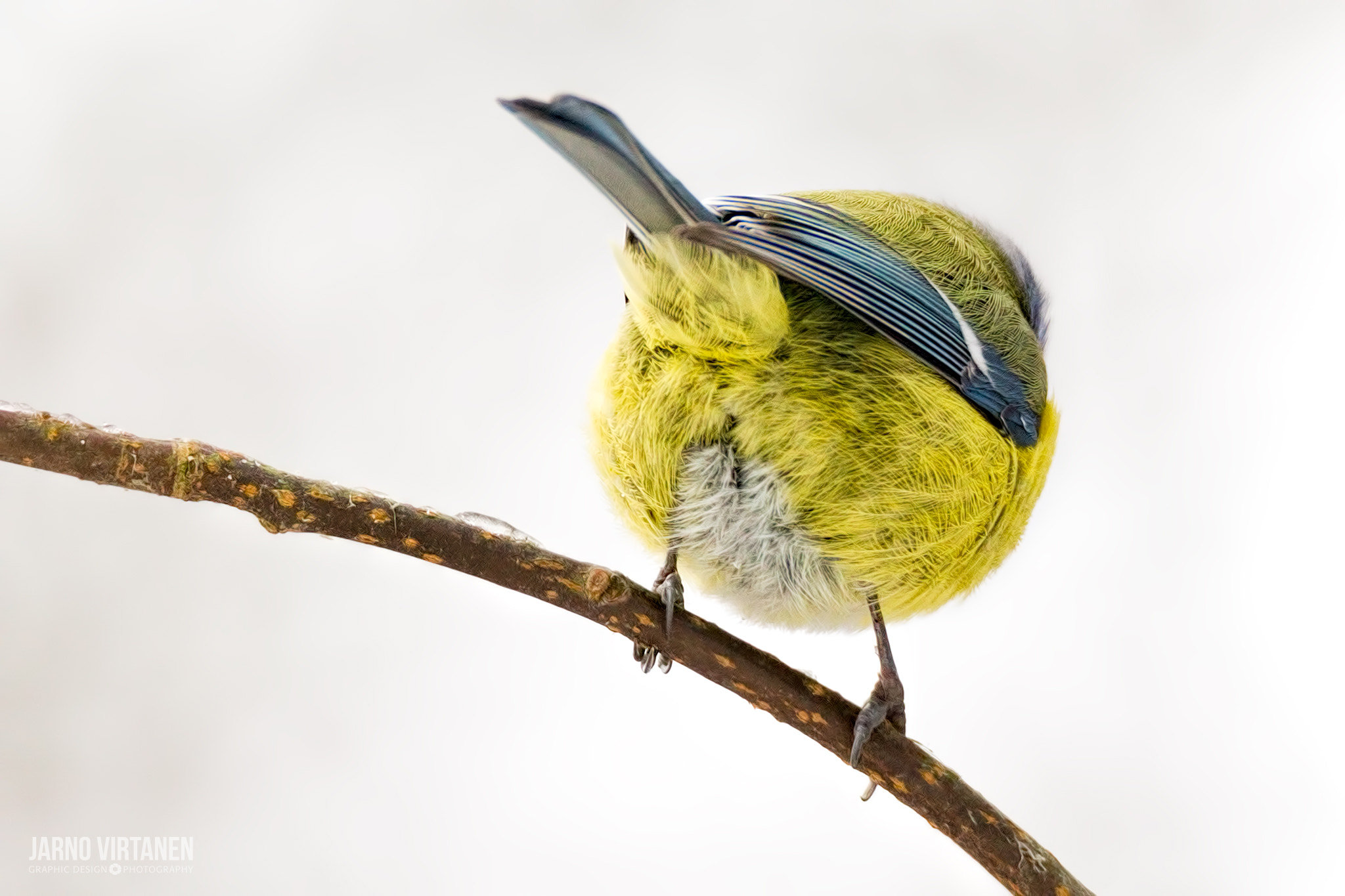 Tamron SP 150-600mm F5-6.3 Di VC USD sample photo. Tennisball photography