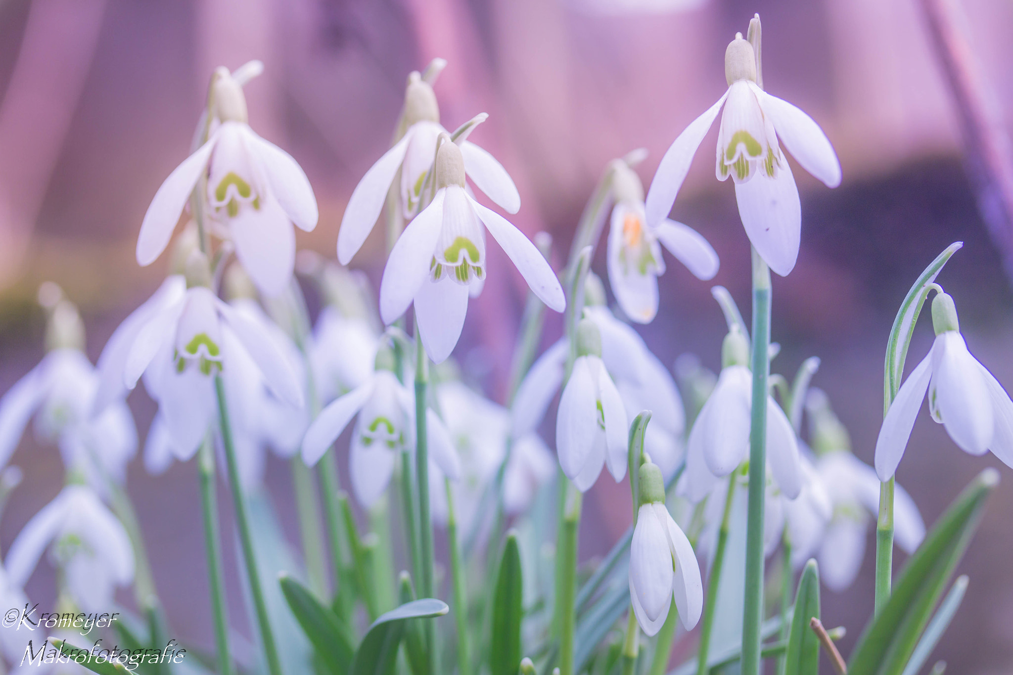Canon EF-S 60mm F2.8 Macro USM sample photo. Schneeglöckchen  photography