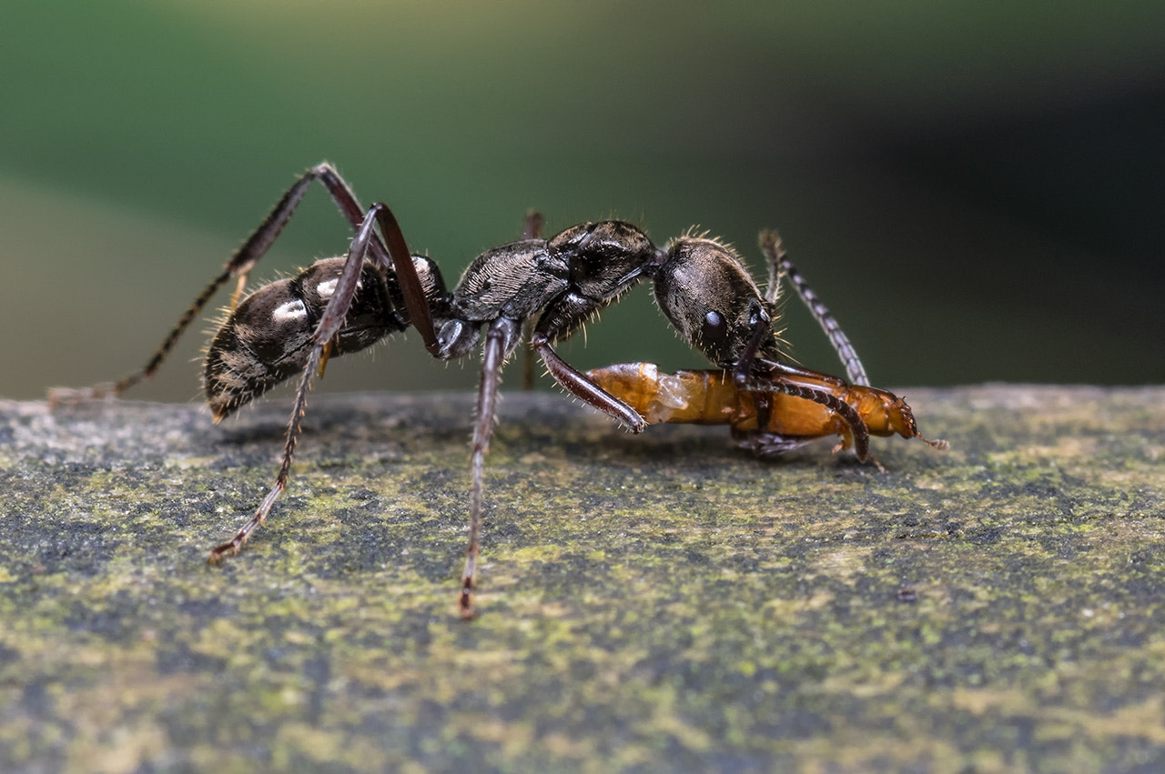 smc PENTAX-FA Macro 100mm F2.8 sample photo. Hormiga / ant photography