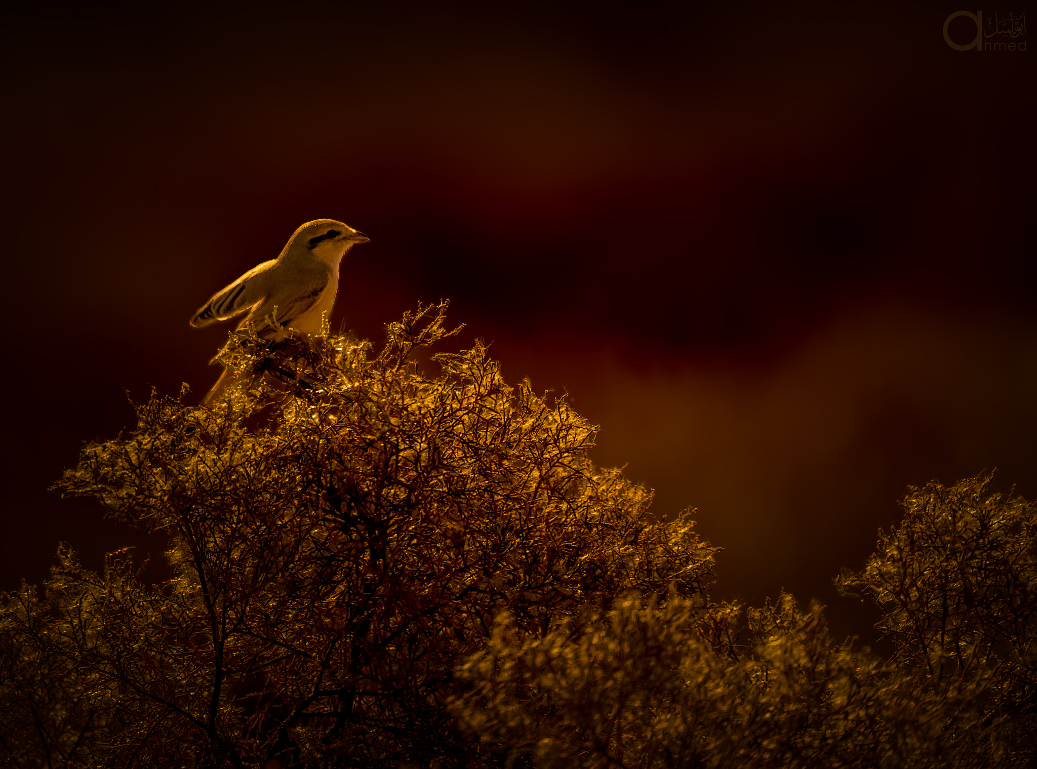 Sigma 150-600mm F5-6.3 DG OS HSM | S sample photo