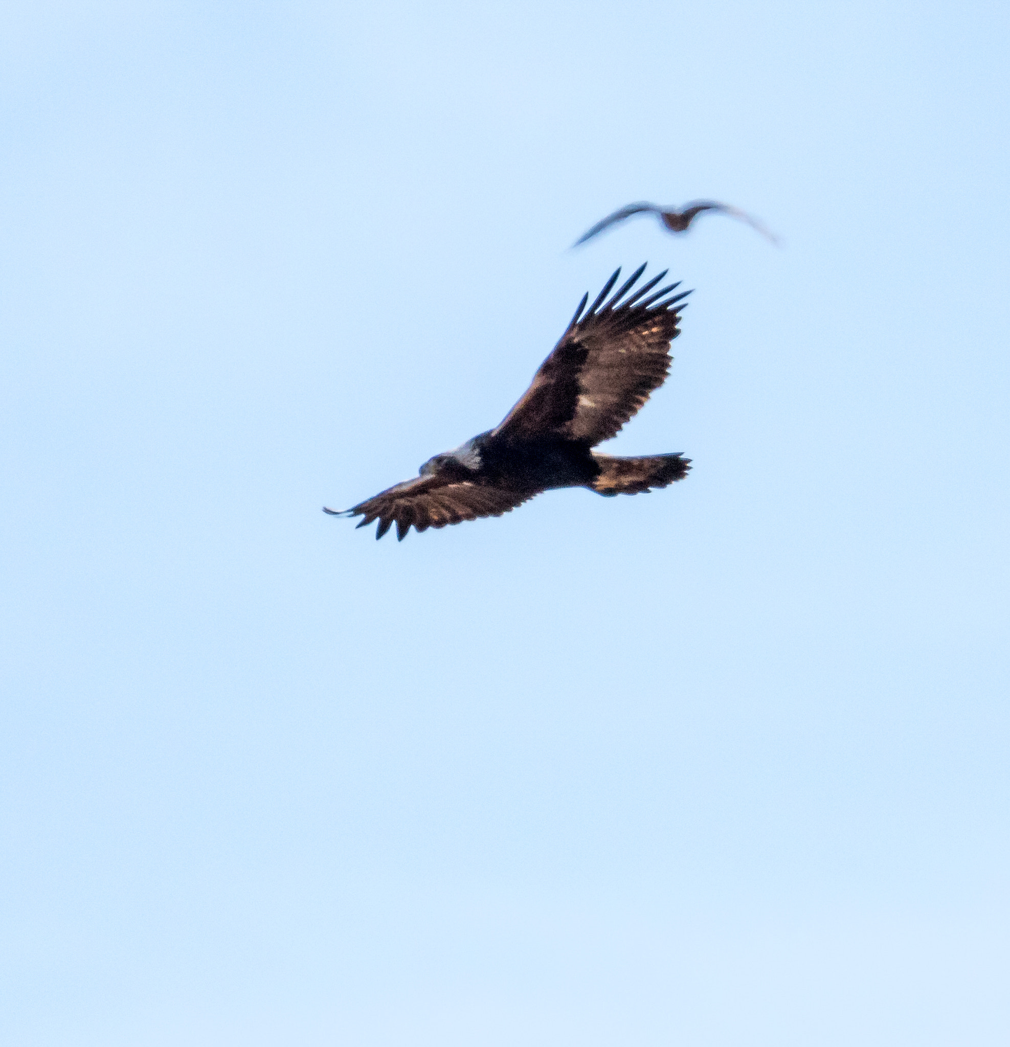 150-600mm F5-6.3 DG OS HSM | Sports 014 sample photo. Golden fly-by photography