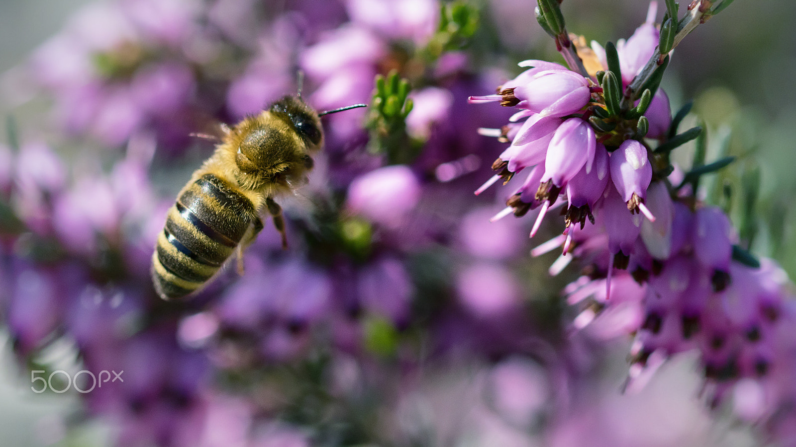 Sigma 105mm F2.8 EX DG OS HSM sample photo. Run to feed photography