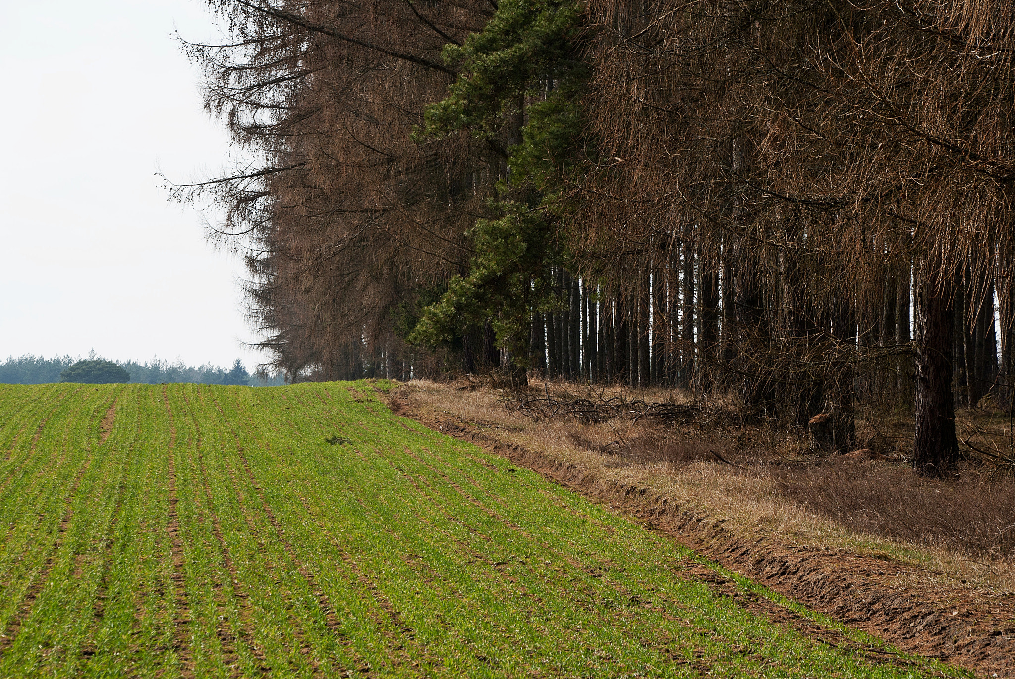 Tamron 18-270mm F3.5-6.3 Di II PZD sample photo. Przedwiośnie 8 photography