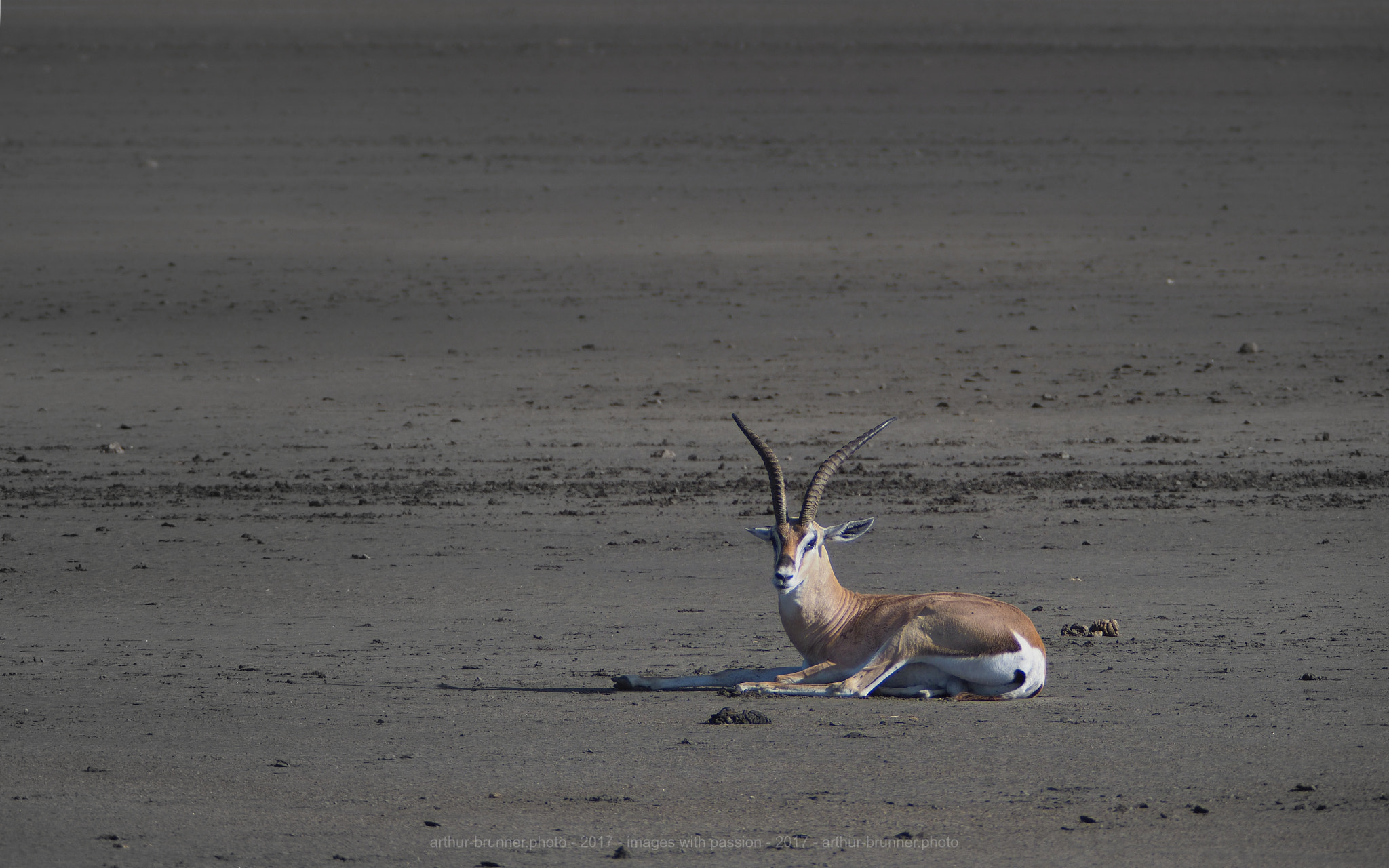 Olympus OM-D E-M1 Mark II + Olympus Zuiko Digital ED 90-250mm F2.8 sample photo. Südliche grant-gazelle photography