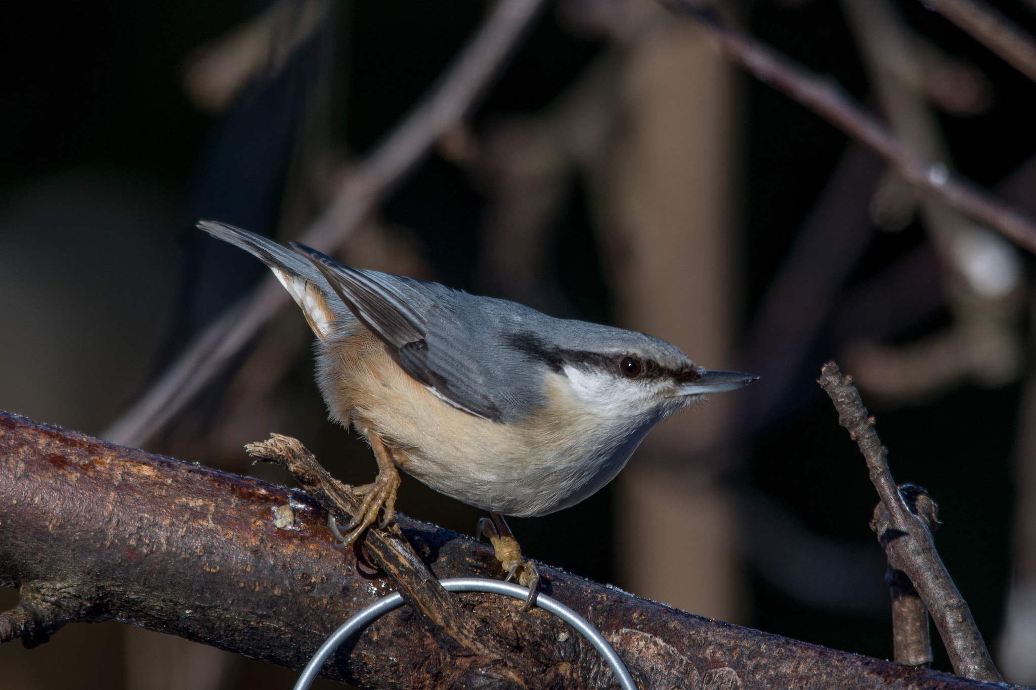 Sigma 150-500mm F5-6.3 DG OS HSM sample photo. Eurasian nuthatch photography