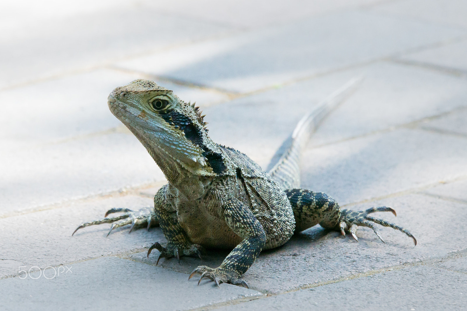 Nikon D800E + Tamron SP 70-200mm F2.8 Di VC USD sample photo. A visitor of the taronga zoo sydney photography