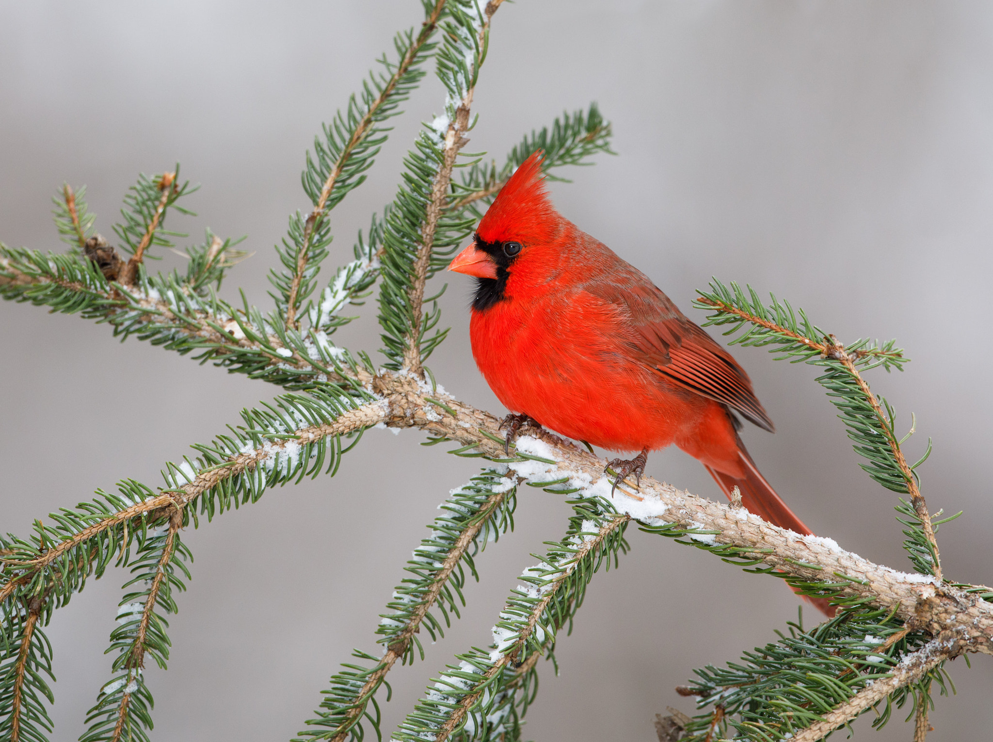 Canon EF 500mm F4L IS USM sample photo. Northern cardinal photography