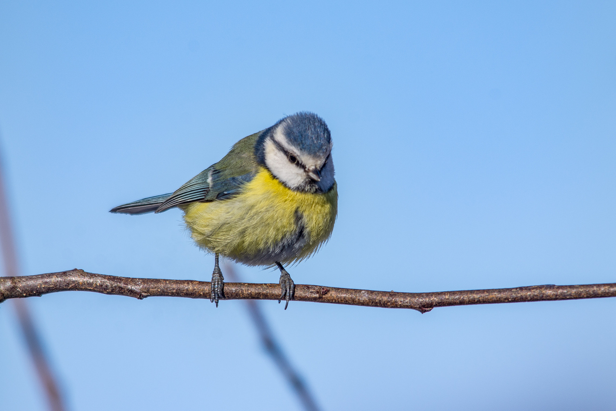 Sigma 150-500mm F5-6.3 DG OS HSM sample photo. Eurasian blue tit photography