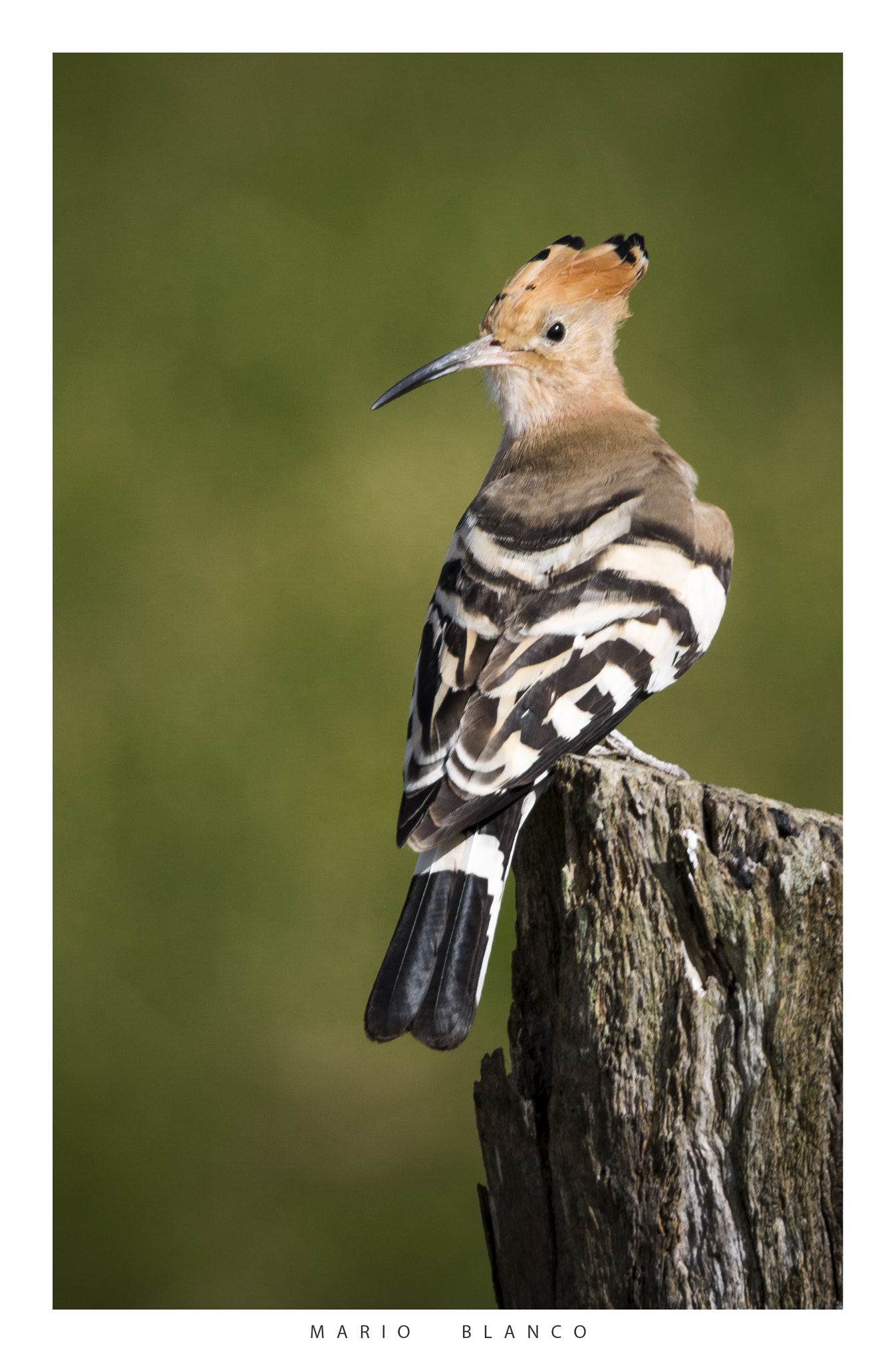 Tamron SP 150-600mm F5-6.3 Di VC USD sample photo. Hoopoe photography
