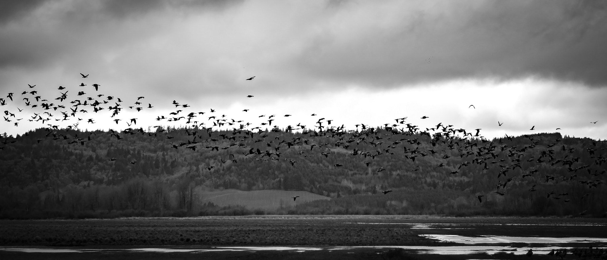 Nikon D500 + Nikon AF-S Nikkor 85mm F1.8G sample photo. Birds in flight photography