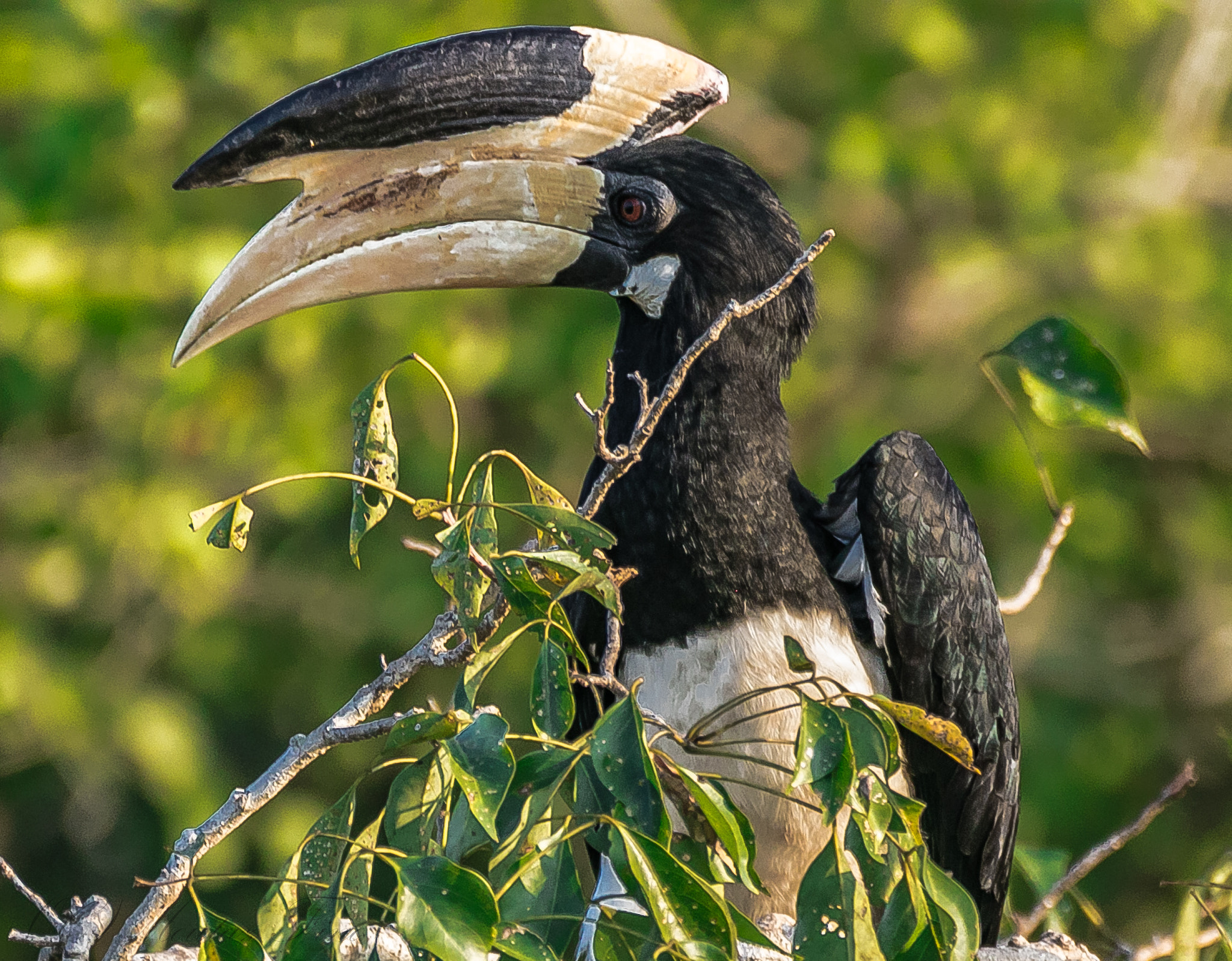 150-600mm F5-6.3 DG OS HSM | Contemporary 015 sample photo. Malabar hornbill photography