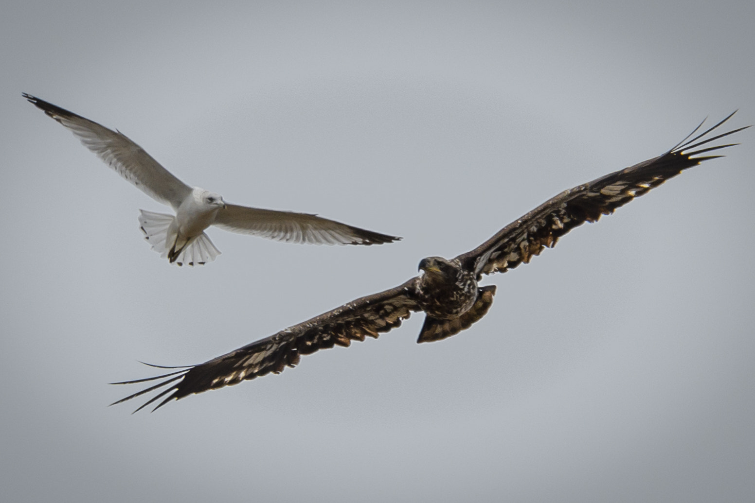 Nikon D500 + Sigma 50mm F2.8 EX DG Macro sample photo. Bald eagle with bonaparte's gull photography