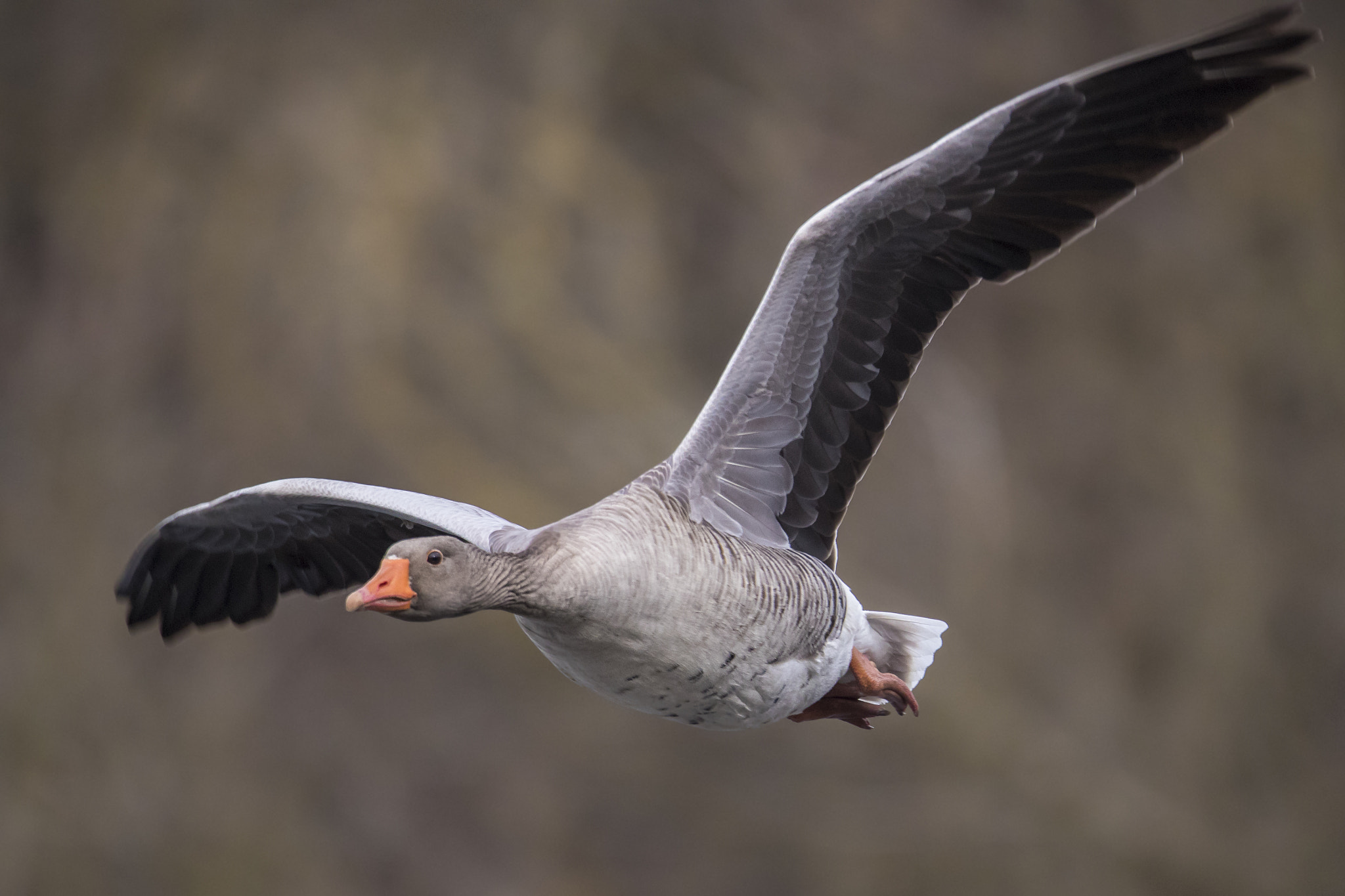 150-600mm F5-6.3 DG OS HSM | Sports 014 sample photo. Goose photography