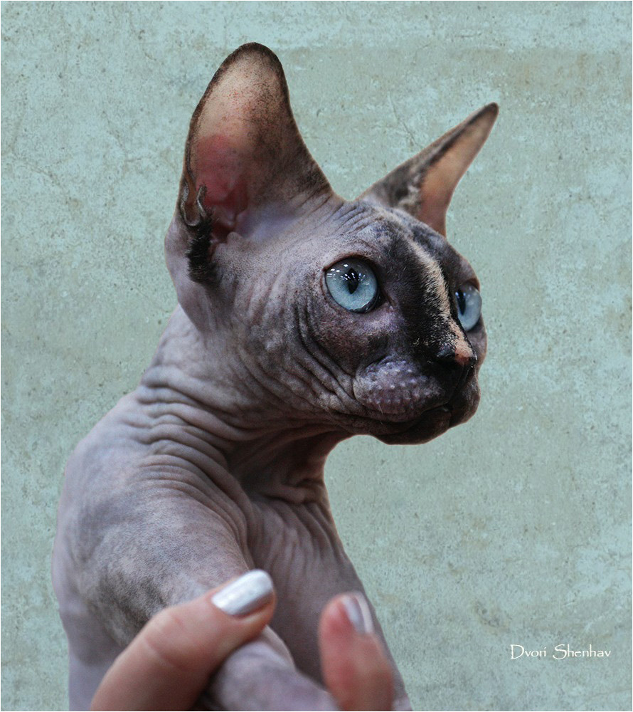 Canon EF 70-300mm F4-5.6L IS USM sample photo. Sphynx photography