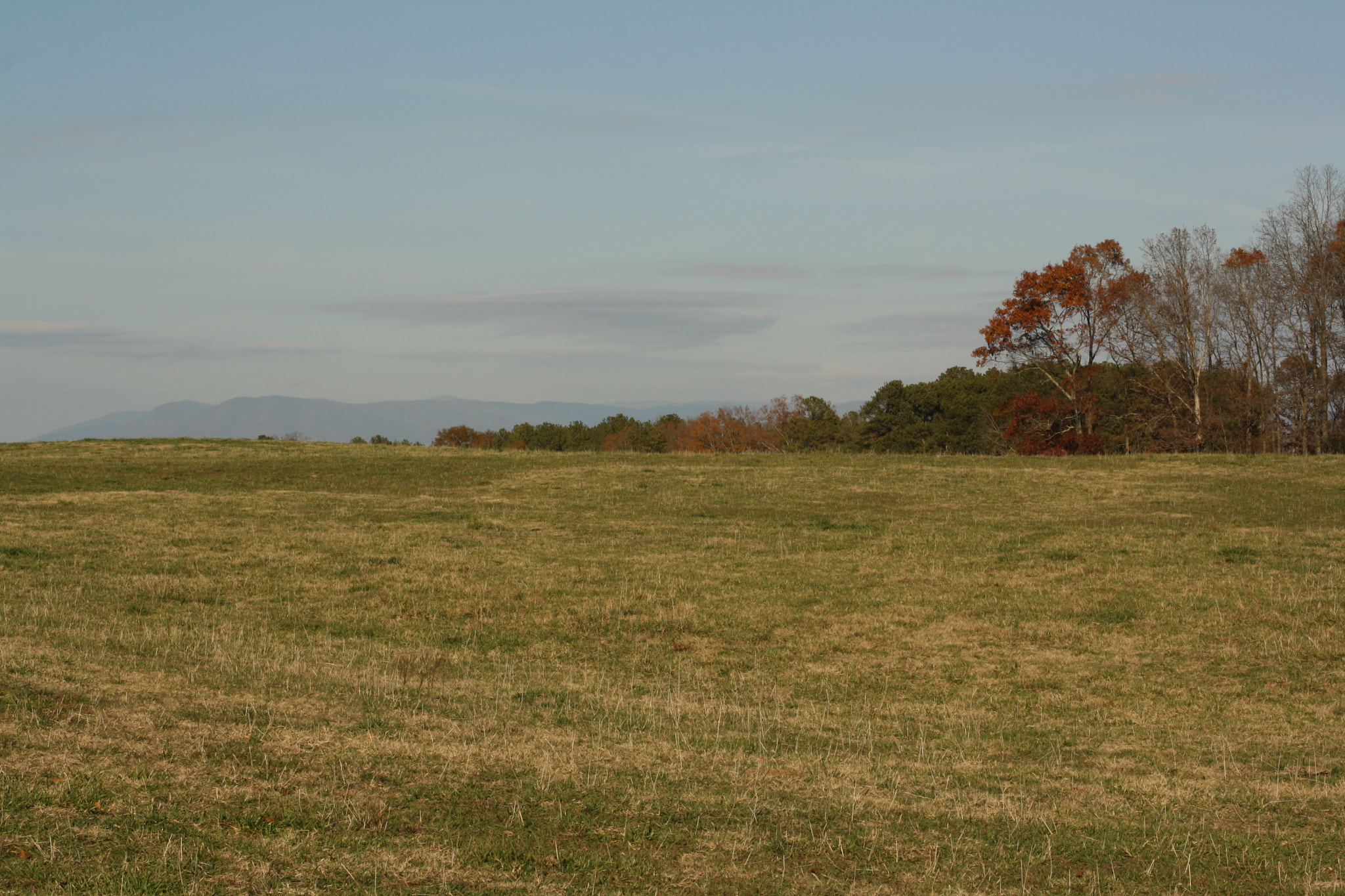 Canon EOS 1000D (EOS Digital Rebel XS / EOS Kiss F) sample photo. My backyard photography