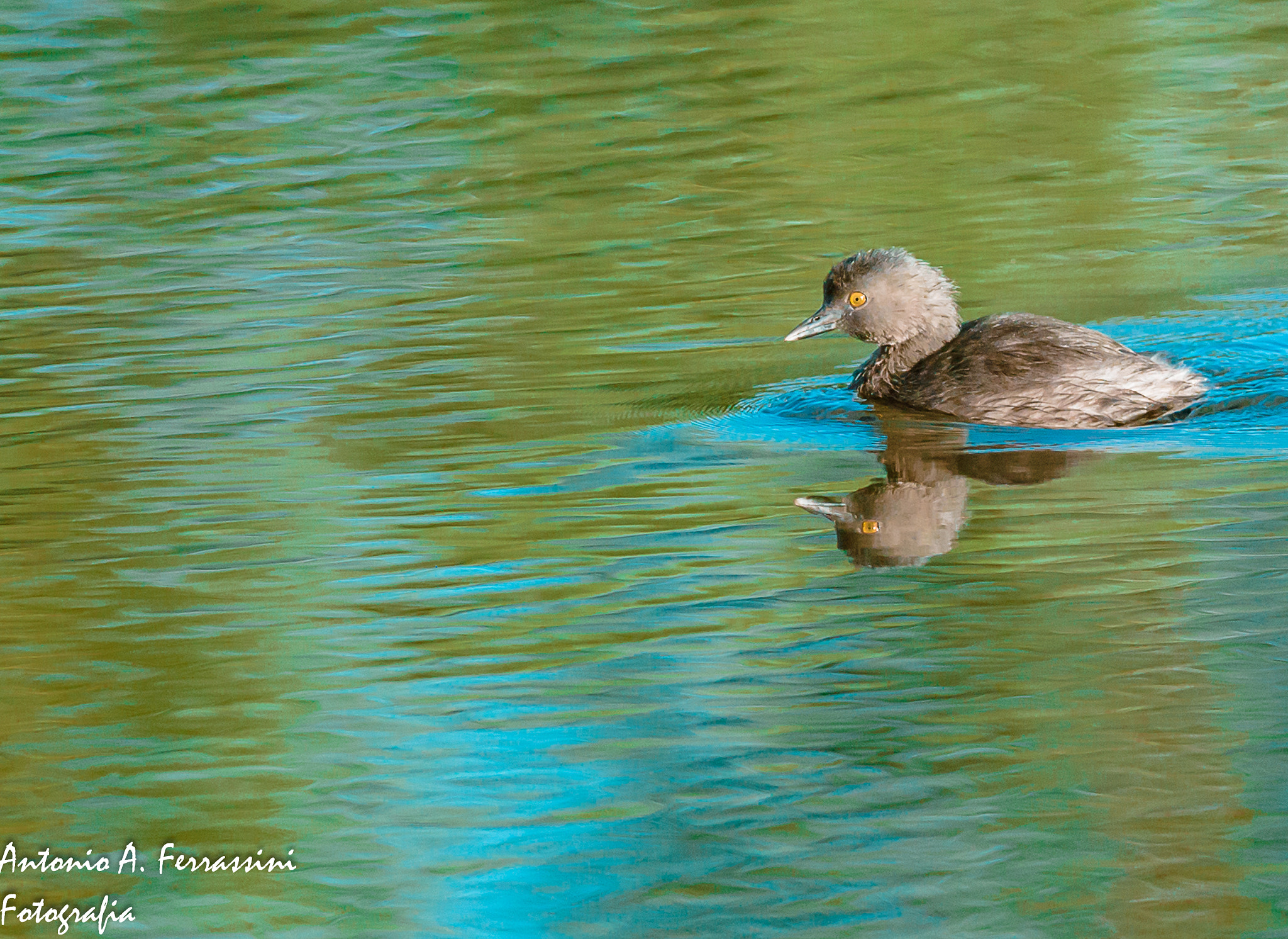 Nikon D610 + Nikon AF-S Nikkor 300mm F4D ED-IF sample photo. Mergulhao pequeno photography