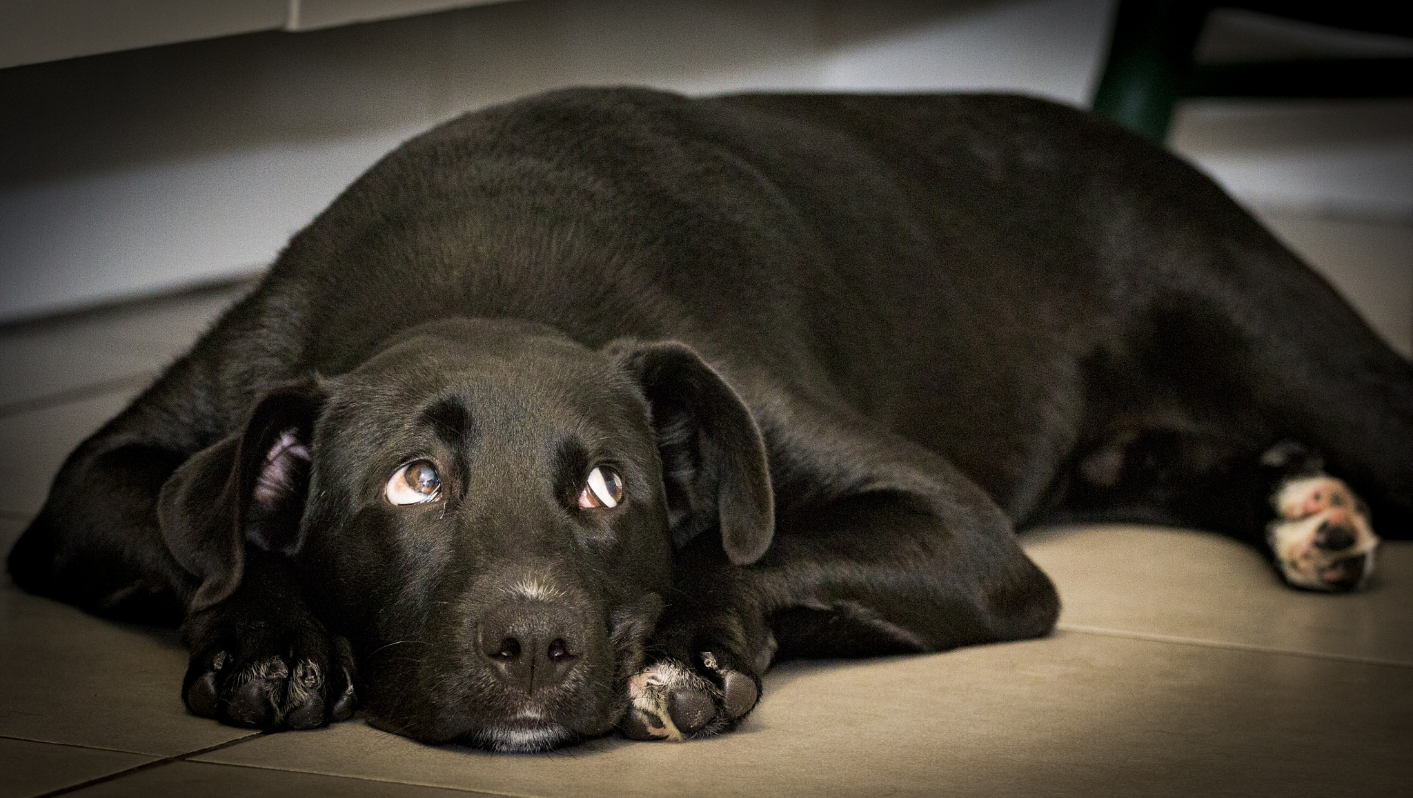 Canon EOS 70D + Canon EF 70-200mm F4L USM sample photo. My dogs photography