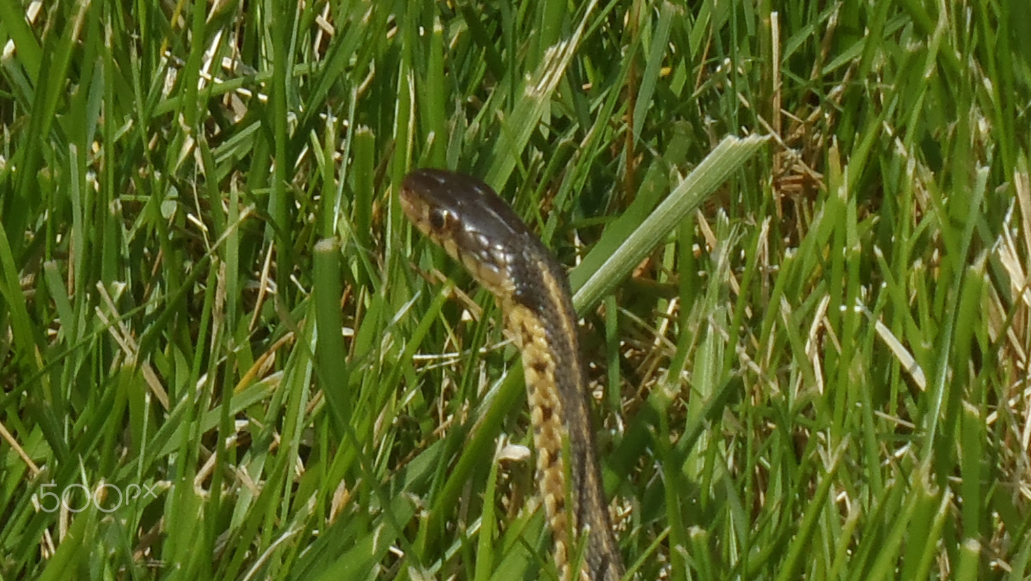 Olympus TG-610 sample photo. A snake in the grass photography
