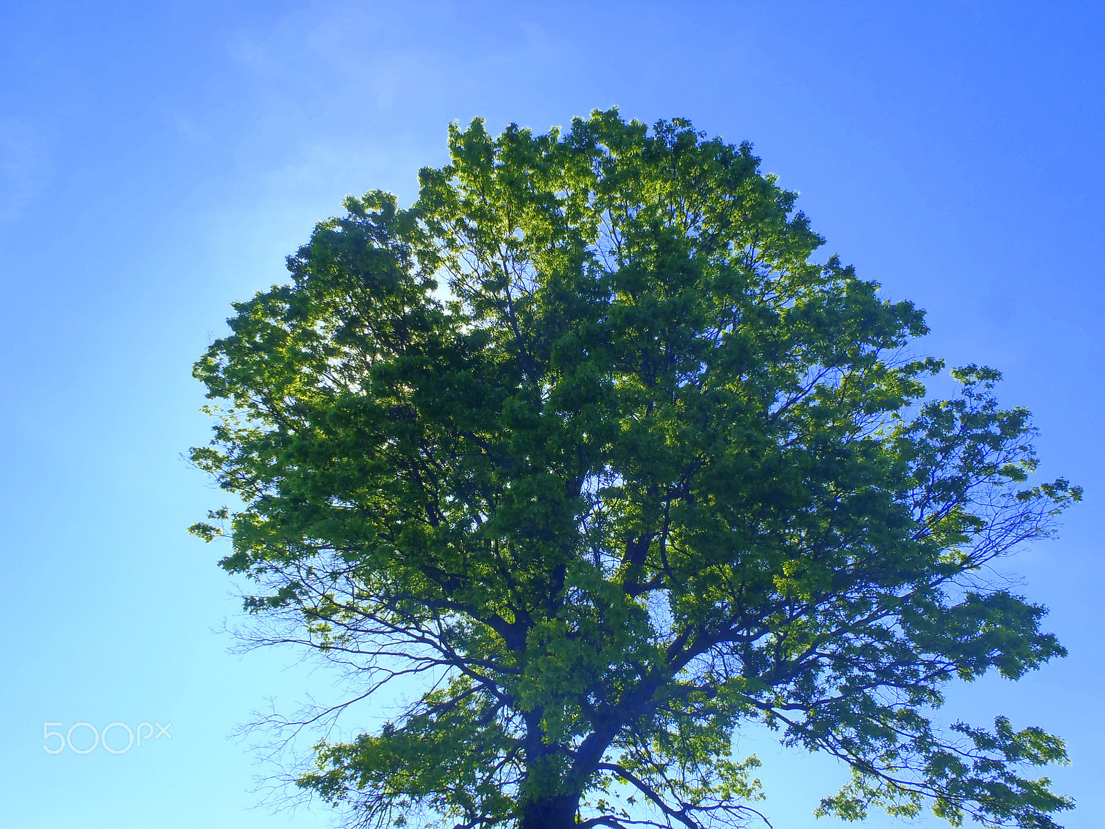 Olympus TG-610 sample photo. Tree photography