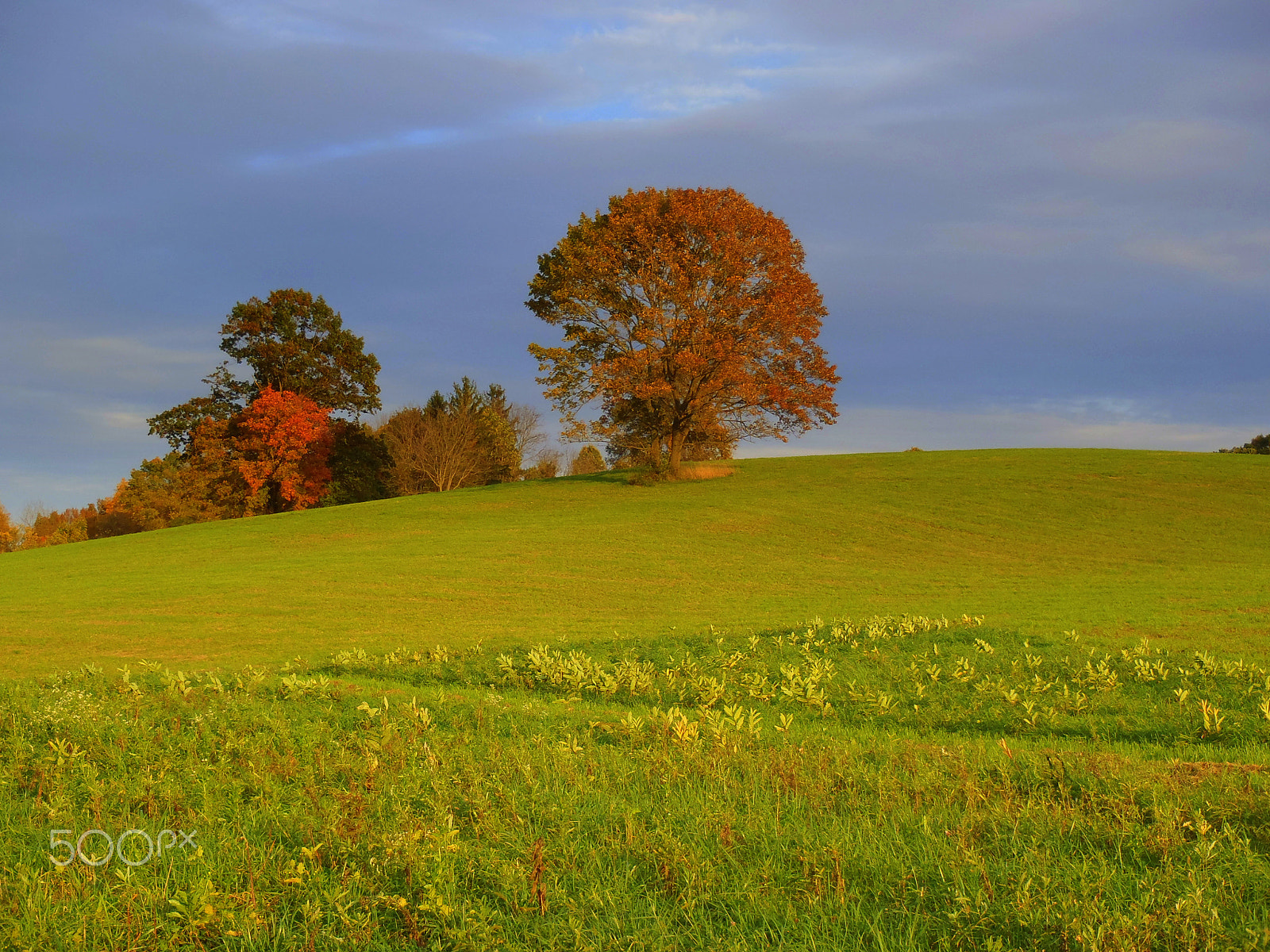 Olympus TG-610 sample photo. Fall color, stroud preserve photography