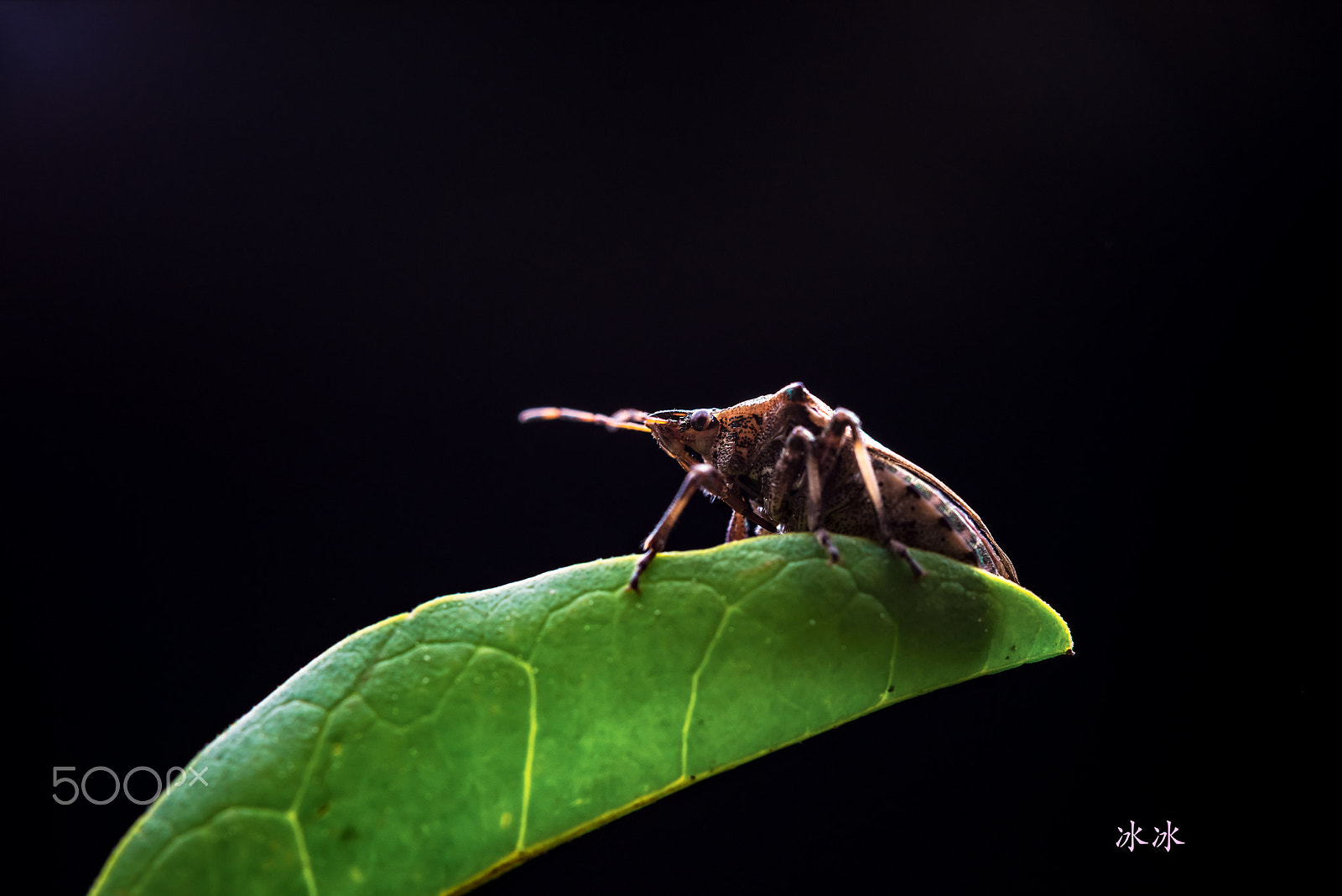 Nikon AF-S Micro-Nikkor 60mm F2.8G ED sample photo. Insect photography