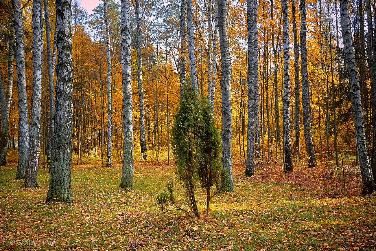 Canon EOS 1100D (EOS Rebel T3 / EOS Kiss X50) sample photo. Autumn fire... photography