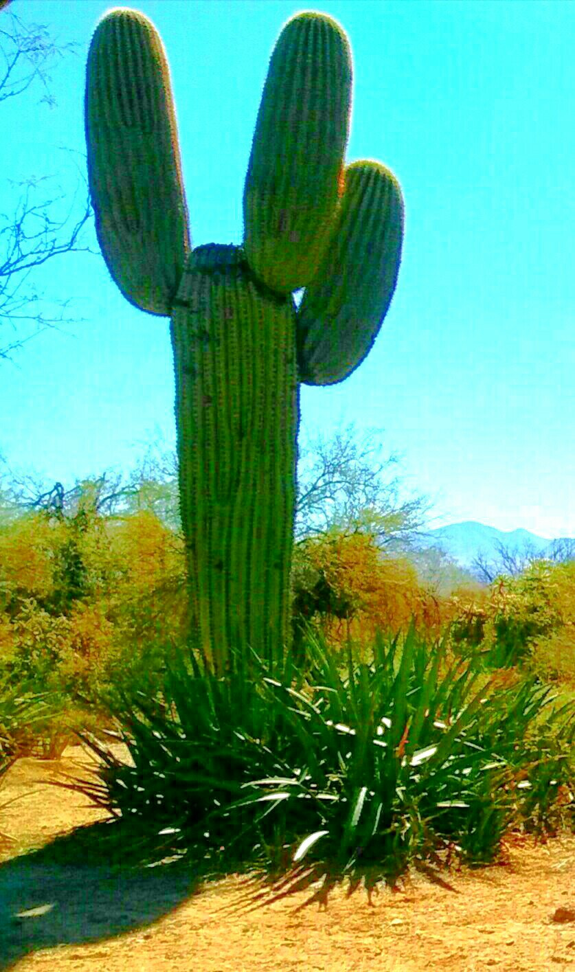 Motorola Moto E with 4G LTE (2nd Gen) sample photo. Where i live photography