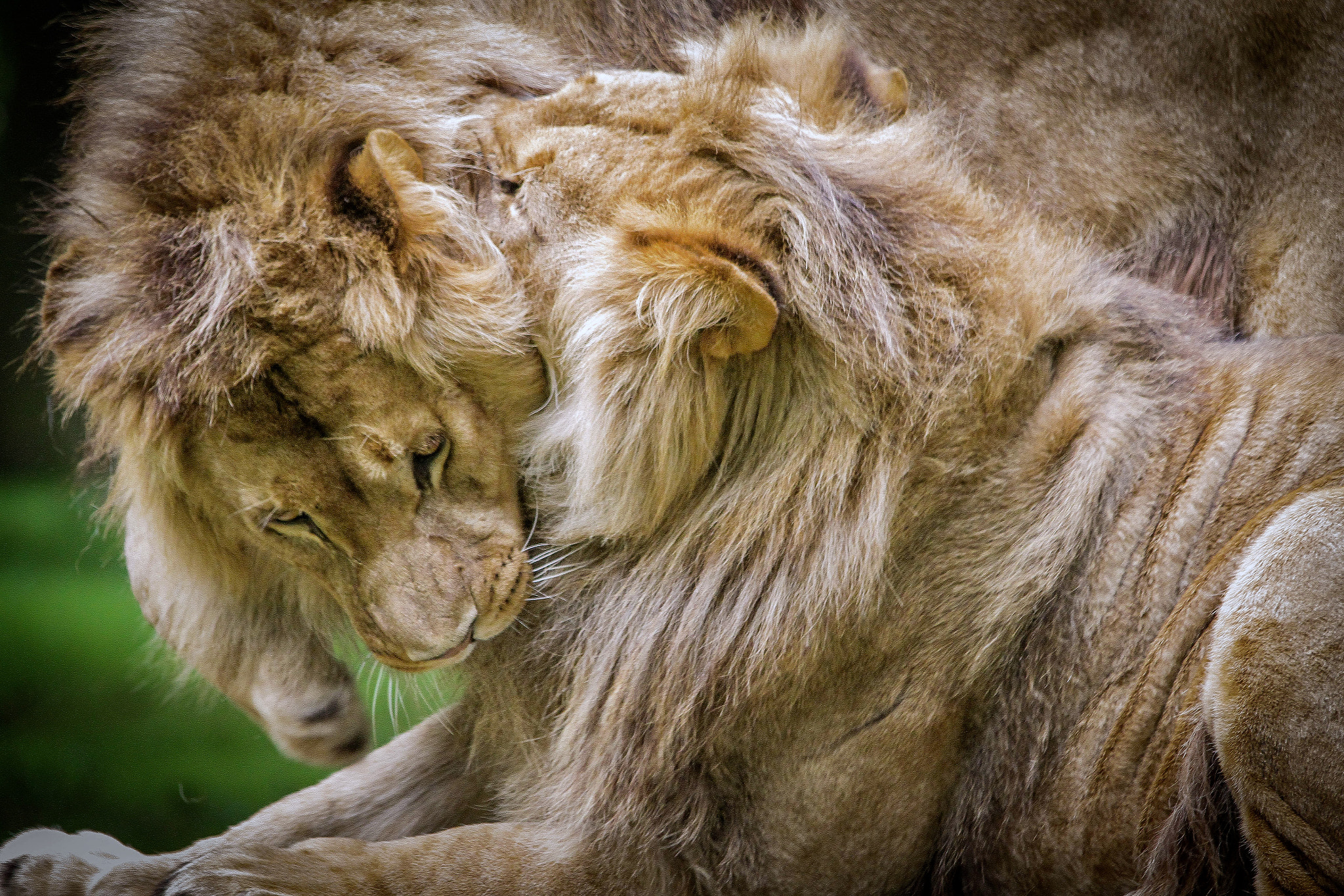 Canon EF 70-300mm F4-5.6 IS USM sample photo. Gentle play photography