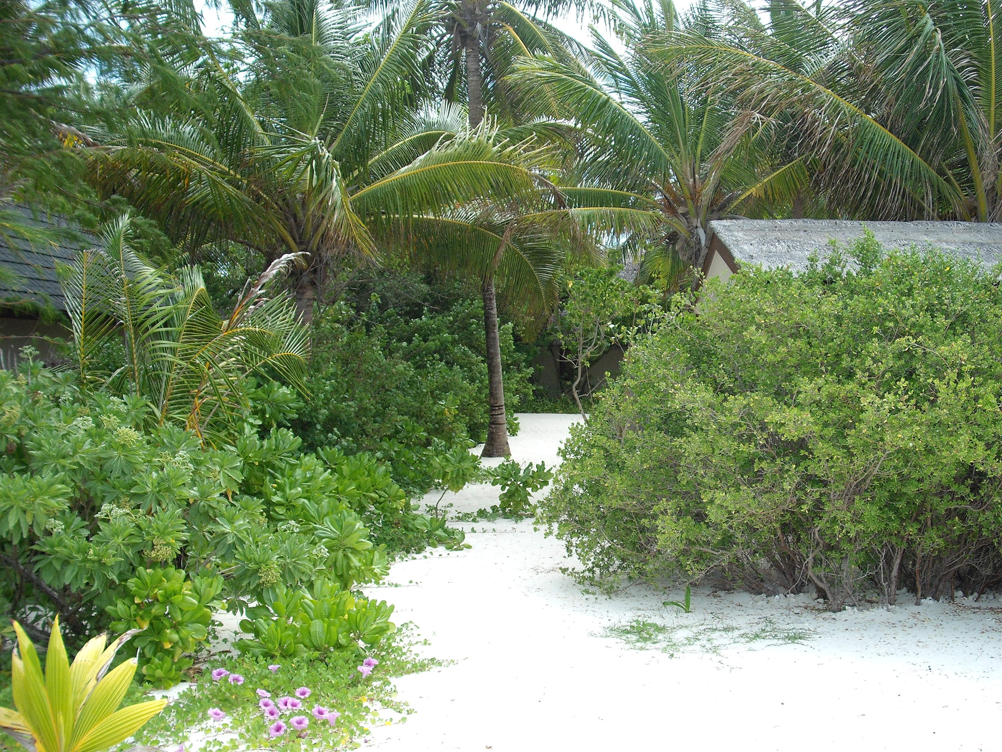 Fujifilm A850 sample photo. Maledives 2016 summer islands photography