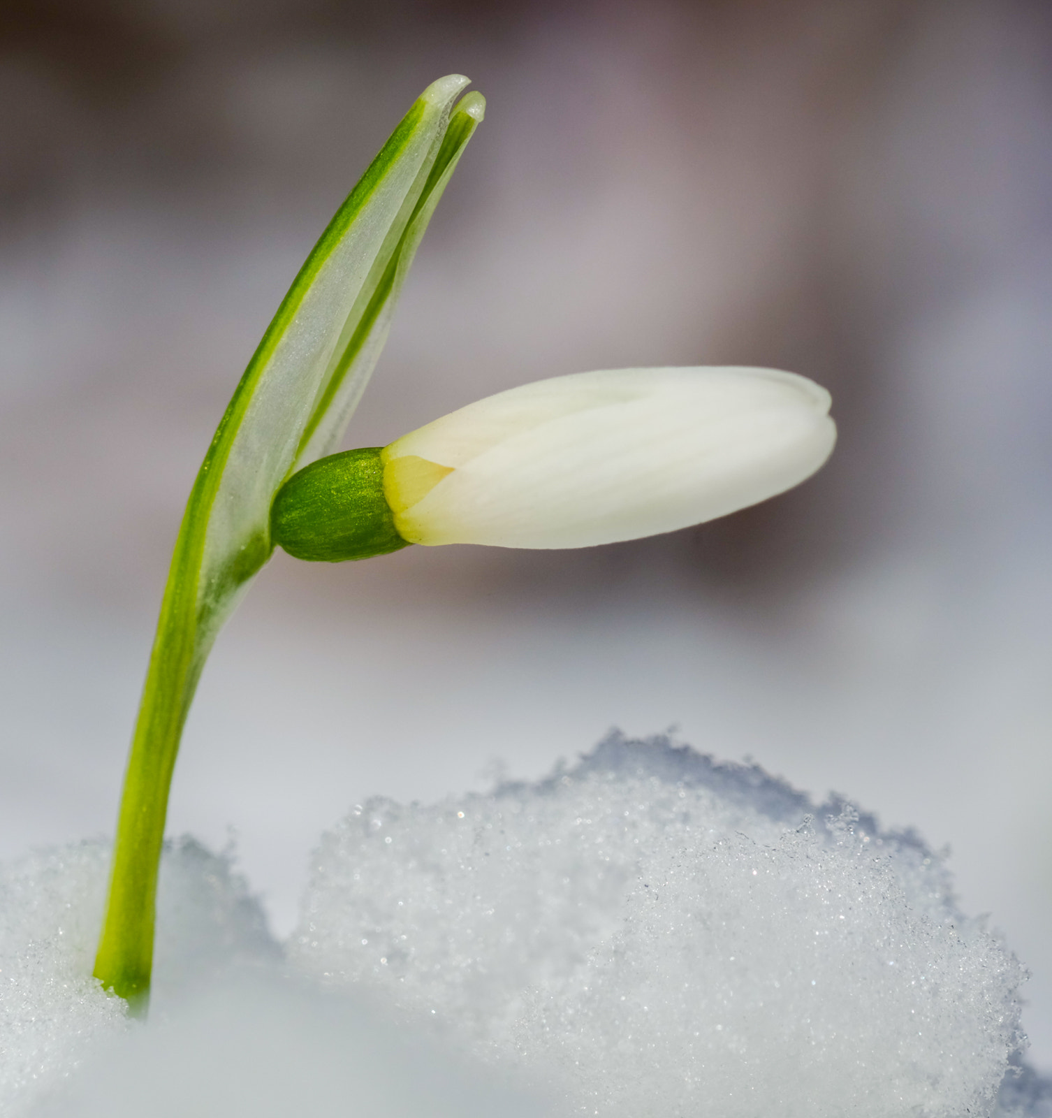 Fujifilm X-M1 + Fujifilm XF 60mm F2.4 R Macro sample photo. Snowdrop photography