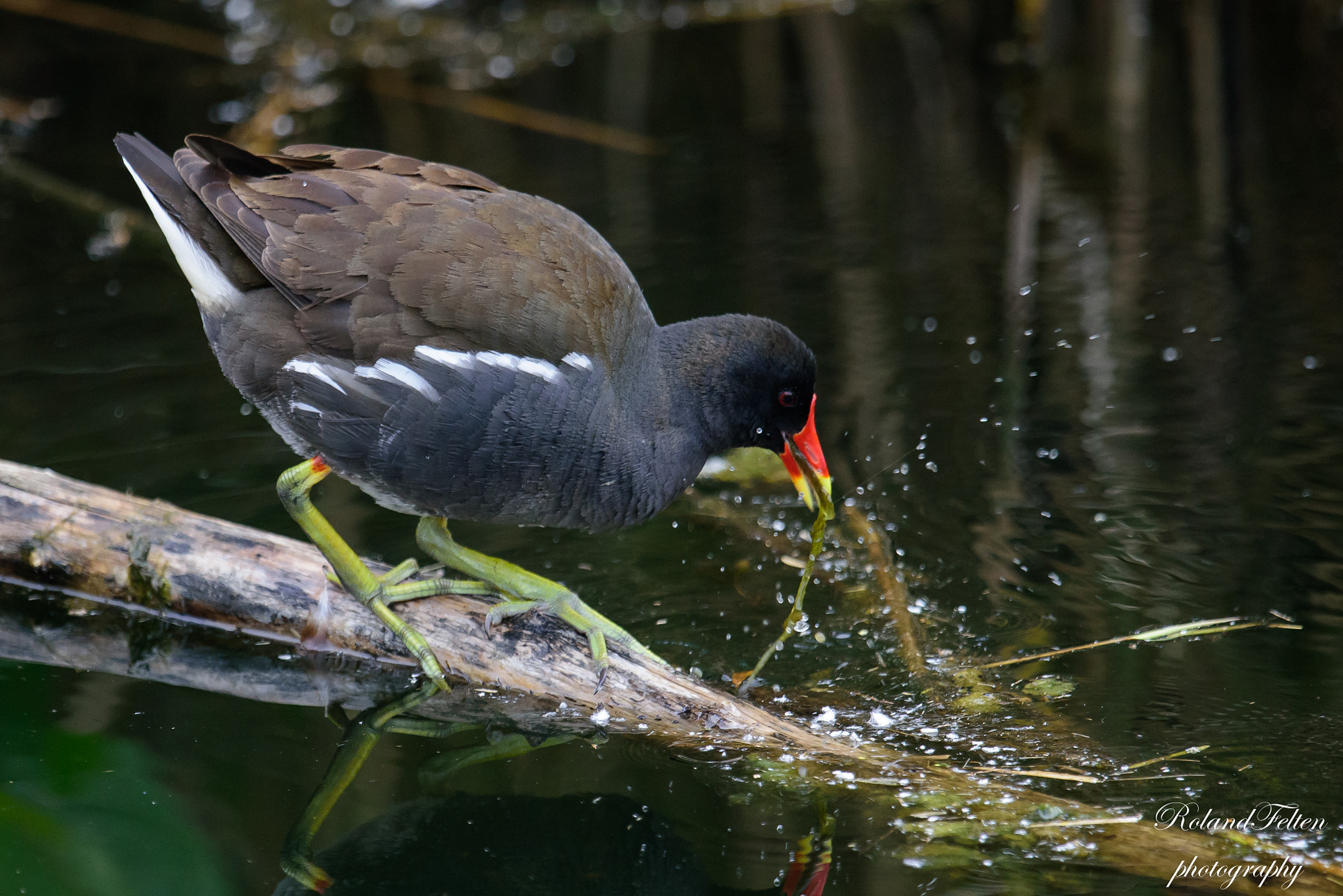 Nikon D810 + Nikon AF-S Nikkor 600mm F4G ED VR sample photo. Gallinula chloropus photography