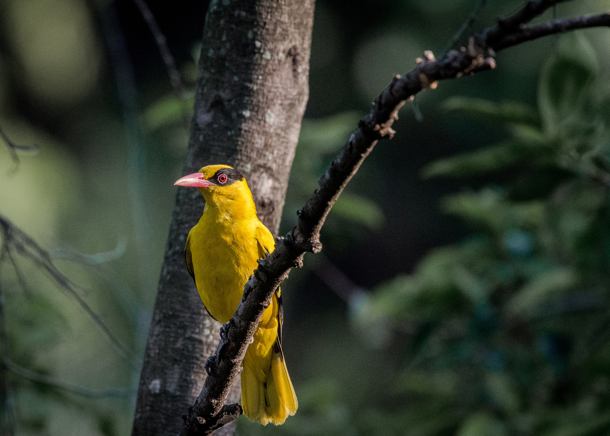 Nikon Nikkor AF-S 300mm F4E PF ED VR sample photo. The very elusive old world oriole photography