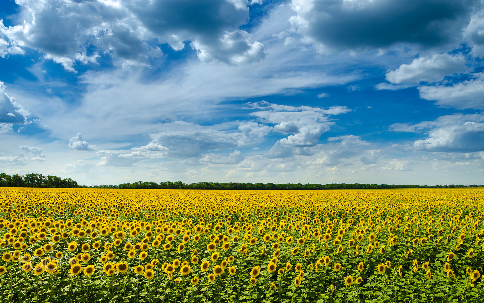 Samyang 14mm F2.8 ED AS IF UMC sample photo. Sunflower field photography