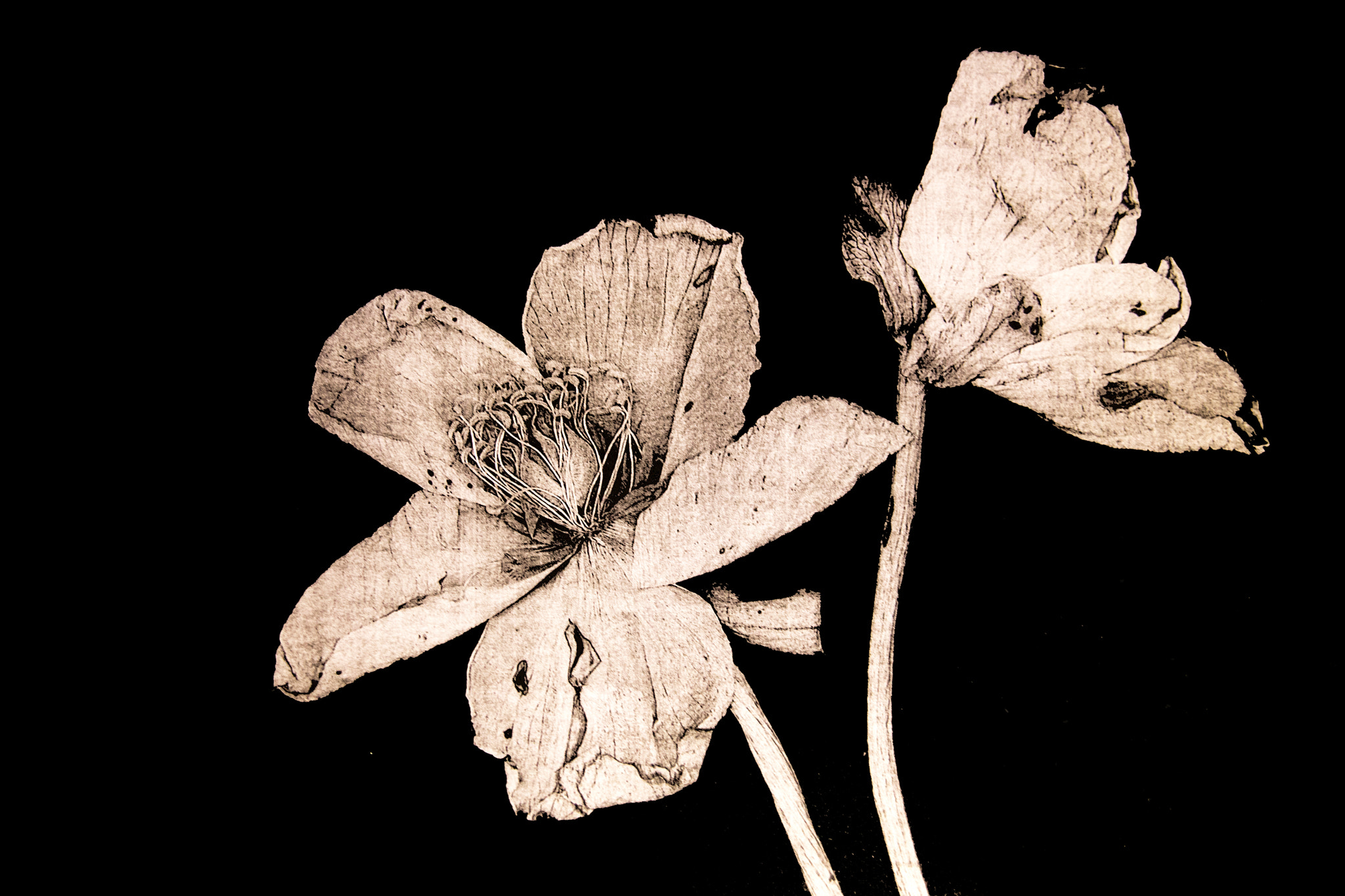 Sigma 18-200mm f/3.5-6.3 DC OS sample photo. Herbier (herbarium) photography