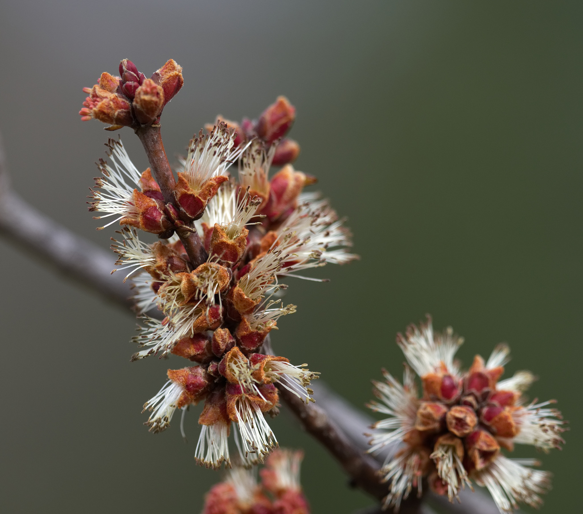 Olympus M.Zuiko Digital 300mm F4 IS Pro sample photo. Just another spring bloom photography