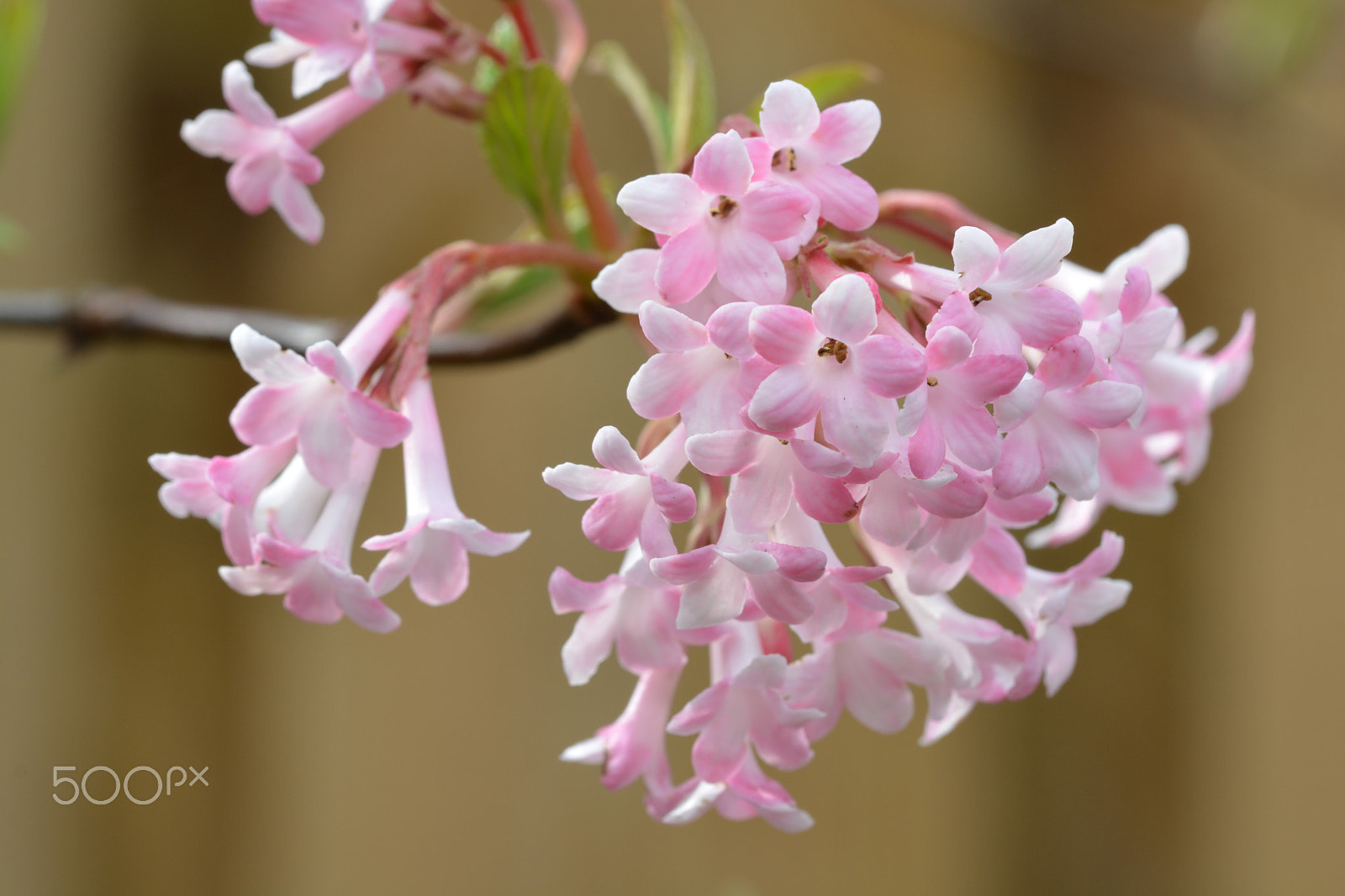 Sigma 105mm F2.8 EX DG OS HSM sample photo. Bloesem photography
